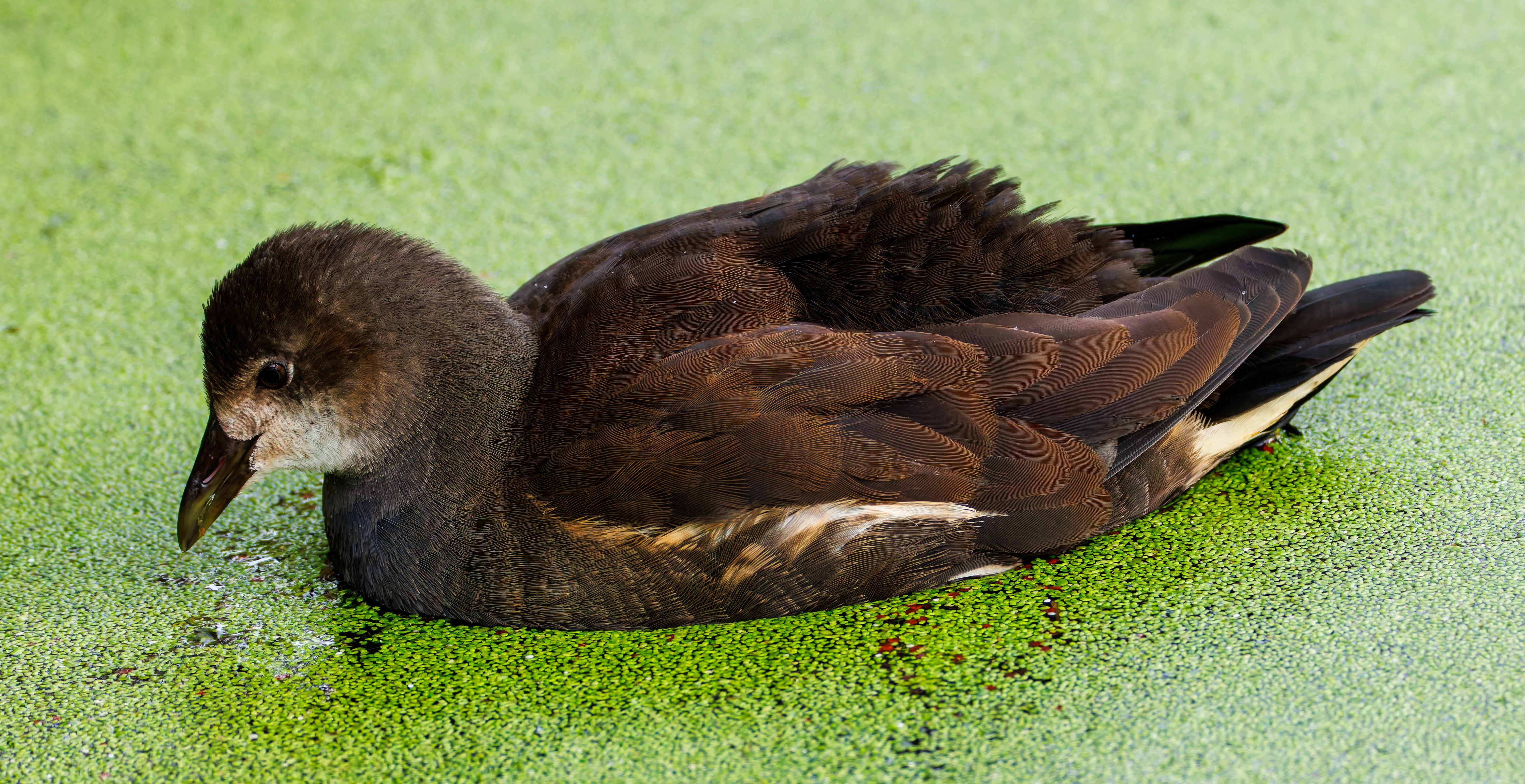 Moorhen, Titchfield Haven, UK — photo by Orlando Prugel-Bennett