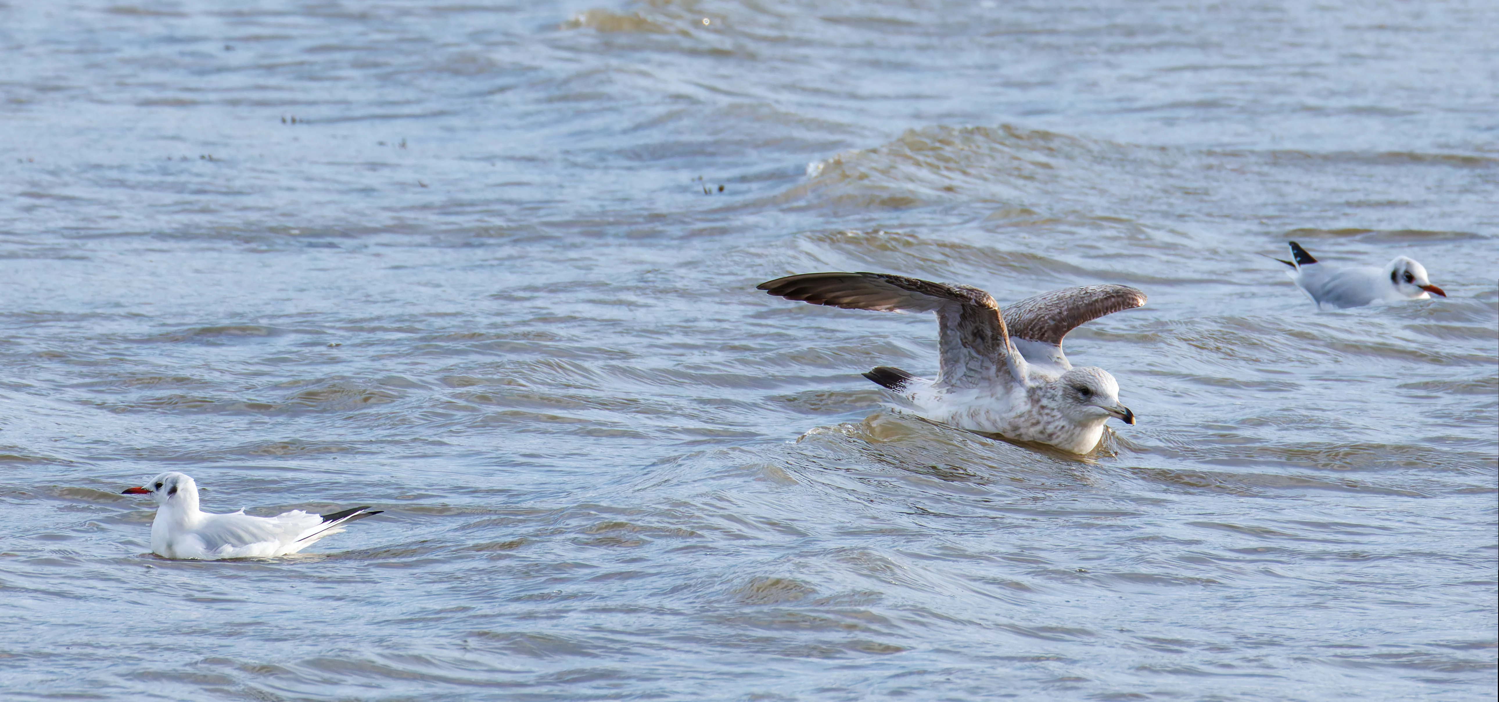 Gulls, Titchfield Haven, UK — photo by Orlando Prugel-Bennett
