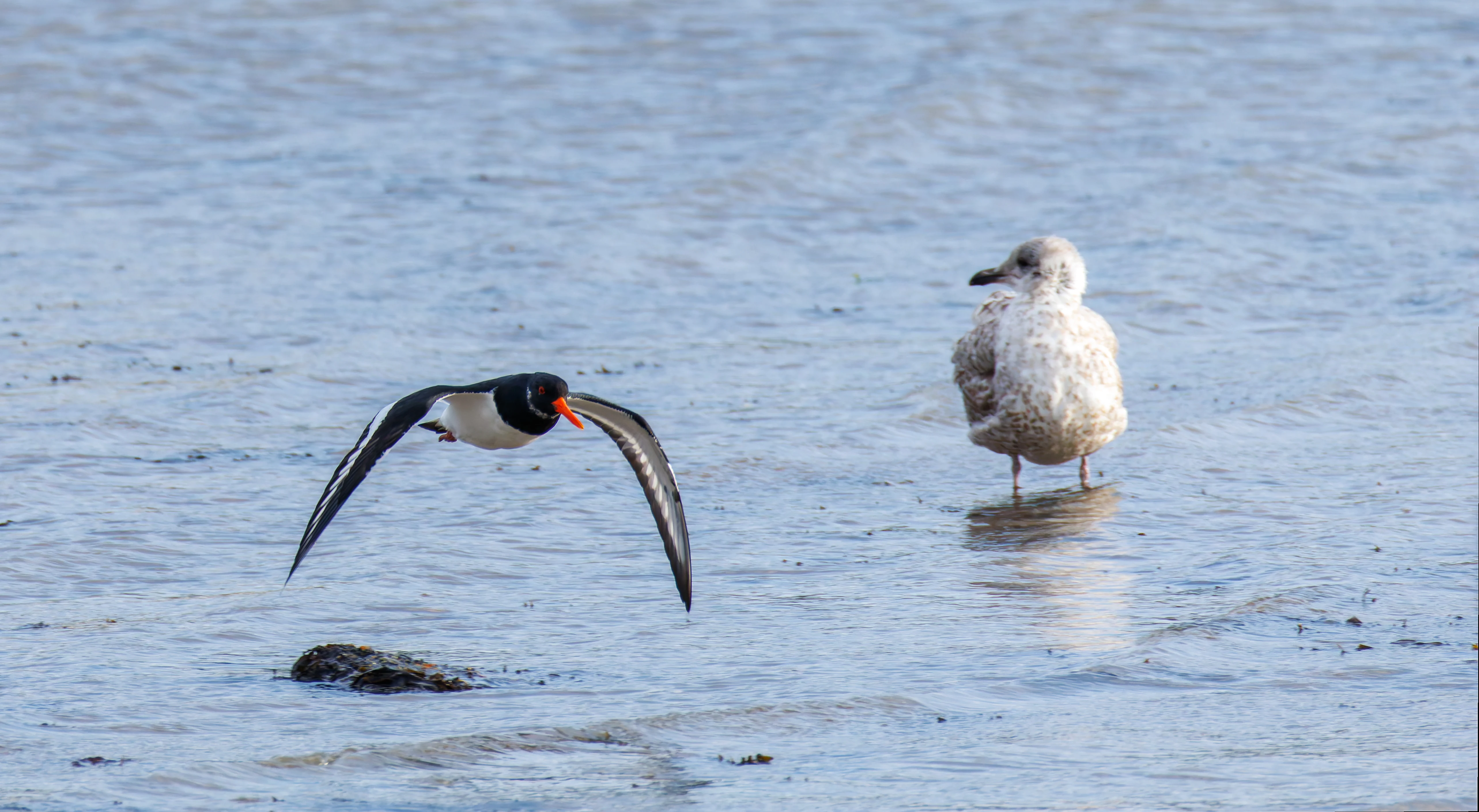 Oyster Catcher, Titchfield Haven, UK — photo by Orlando Prugel-Bennett