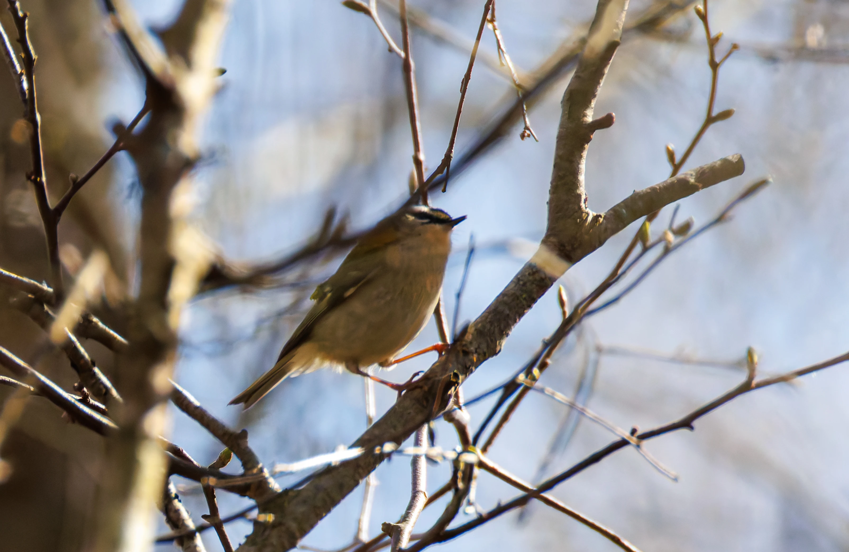Common Firecrest, Acres Down, Hampshire, UK — photo by Orlando Prugel-Bennett