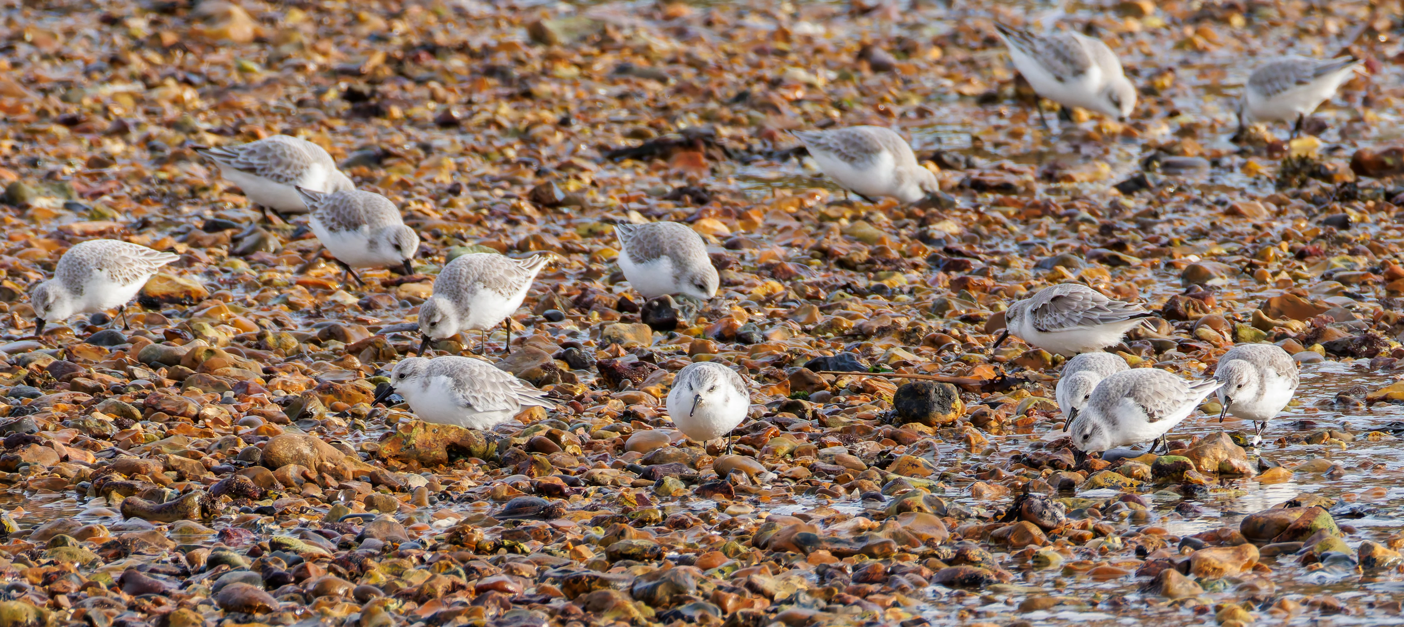 Sanderlings, Titchfield Haven, UK — photo by Orlando Prugel-Bennett
