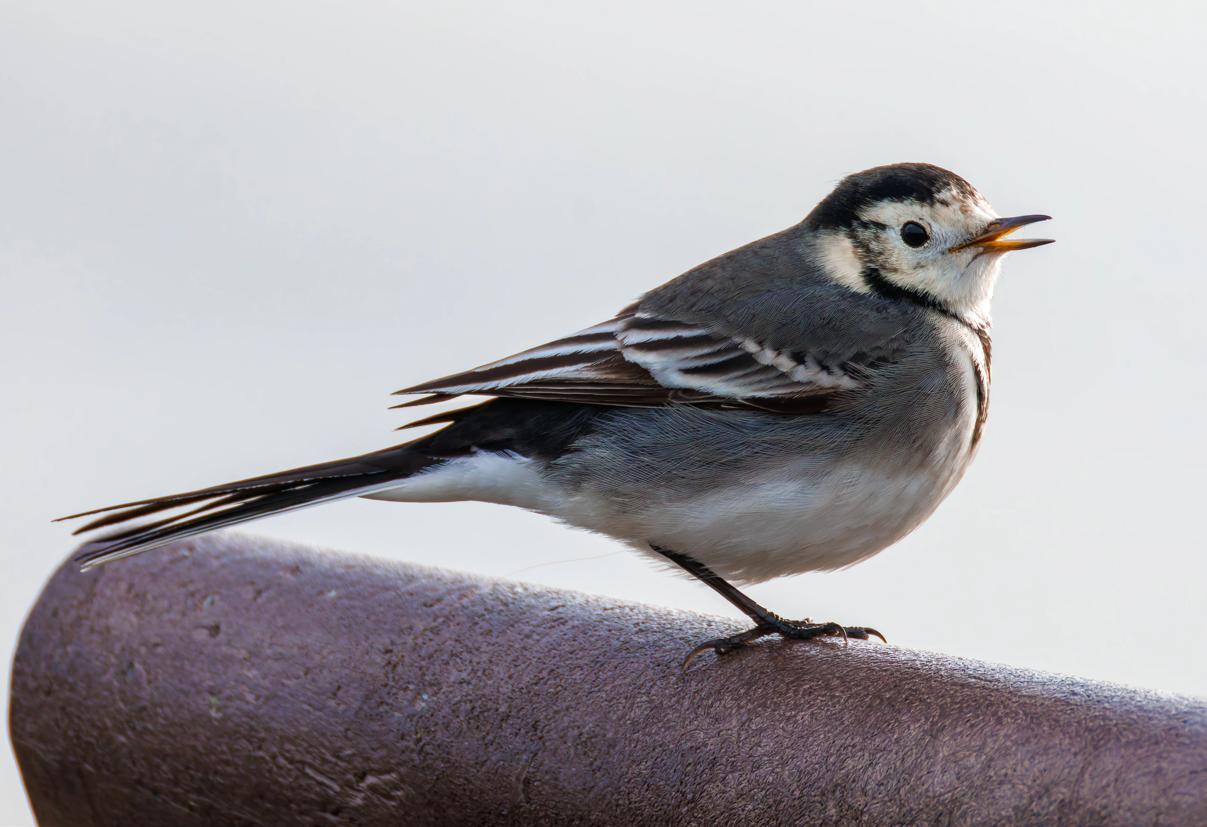 Pied Wagtail, Titchfield Haven, UK — photo by Orlando Prugel-Bennett
