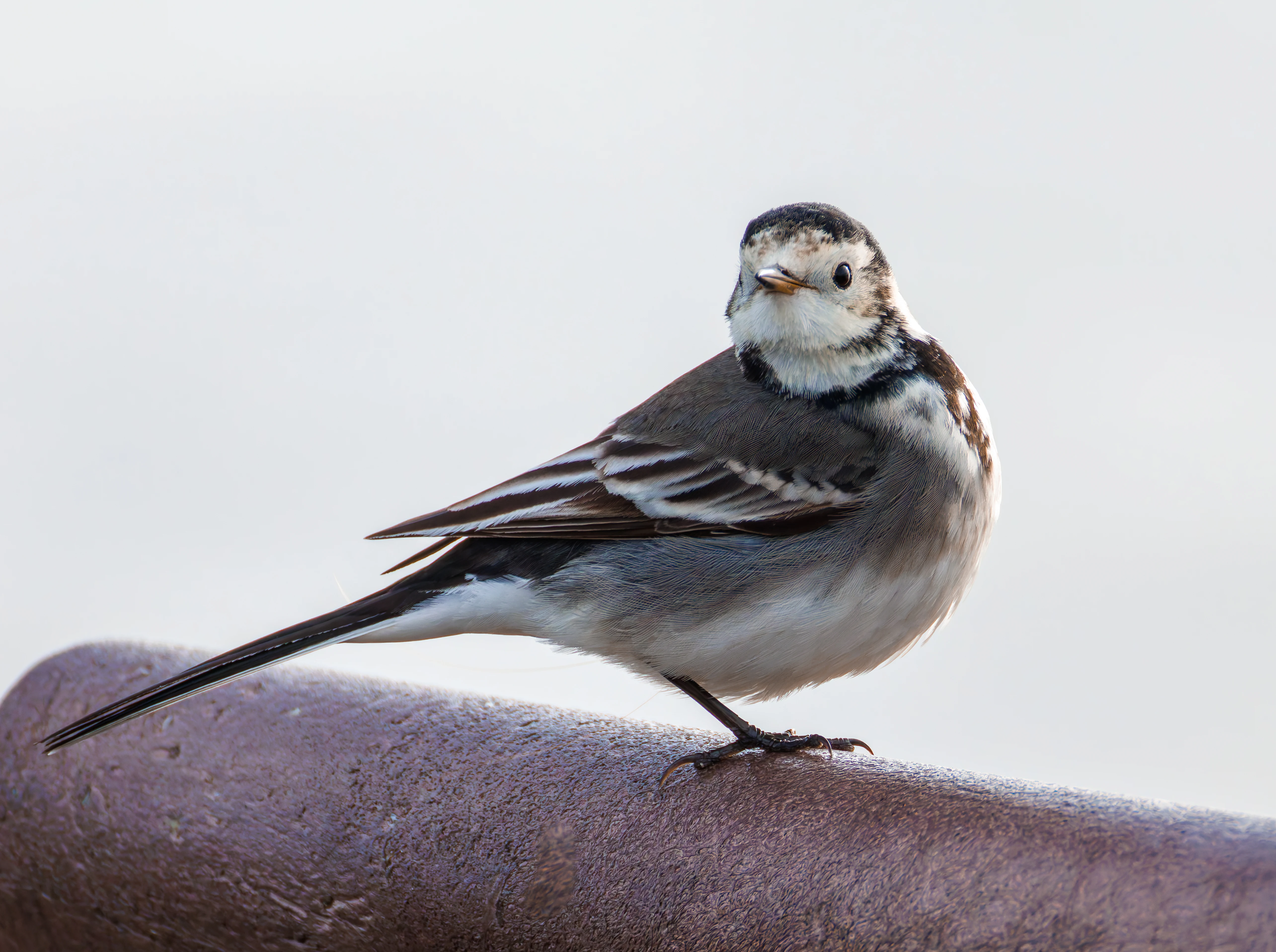 Pied Wagtail, Titchfield Haven, UK — photo by Orlando Prugel-Bennett