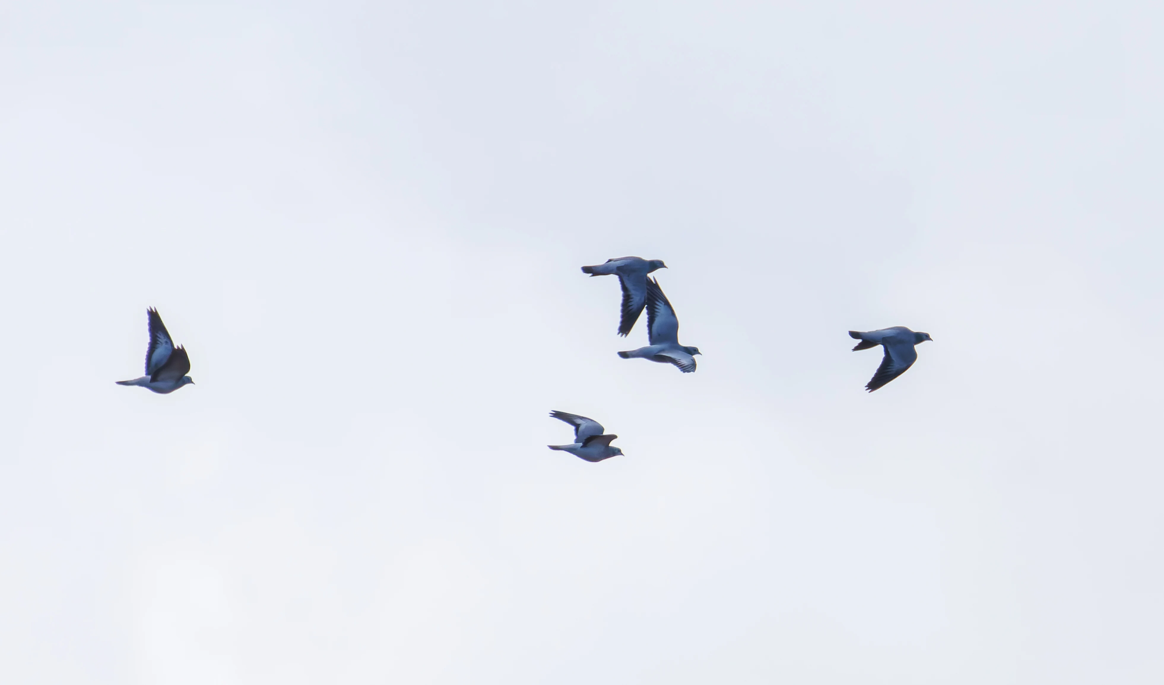 Stock Dove, Acres Down, Hampshire, UK — photo by Orlando Prugel-Bennett