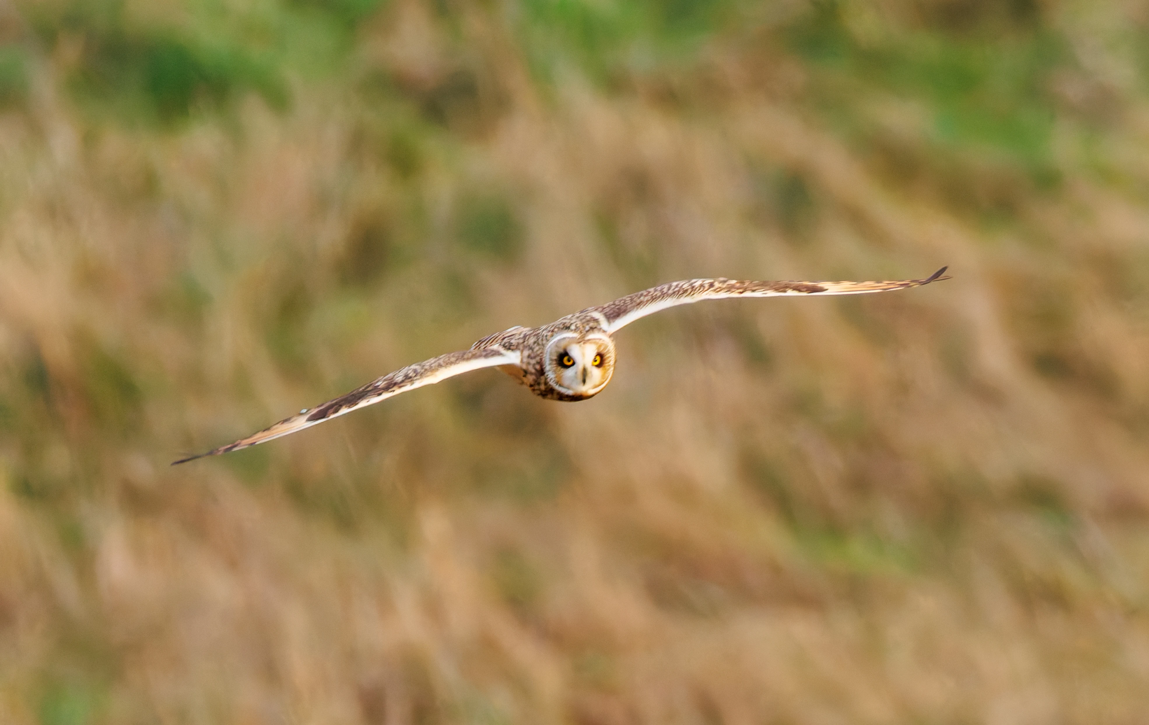 Short-eared owl, Devils Punchbowl, UK — photo by Orlando Prugel-Bennett