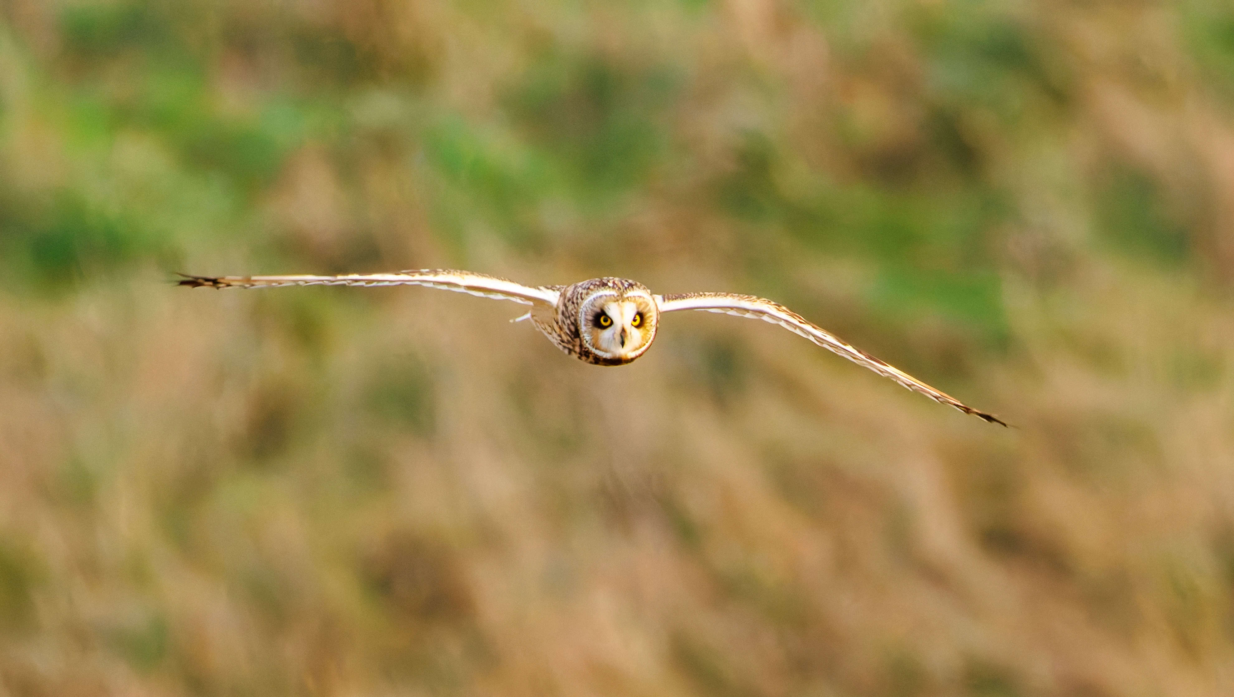 Short-eared owl, Devils Punchbowl, UK — photo by Orlando Prugel-Bennett