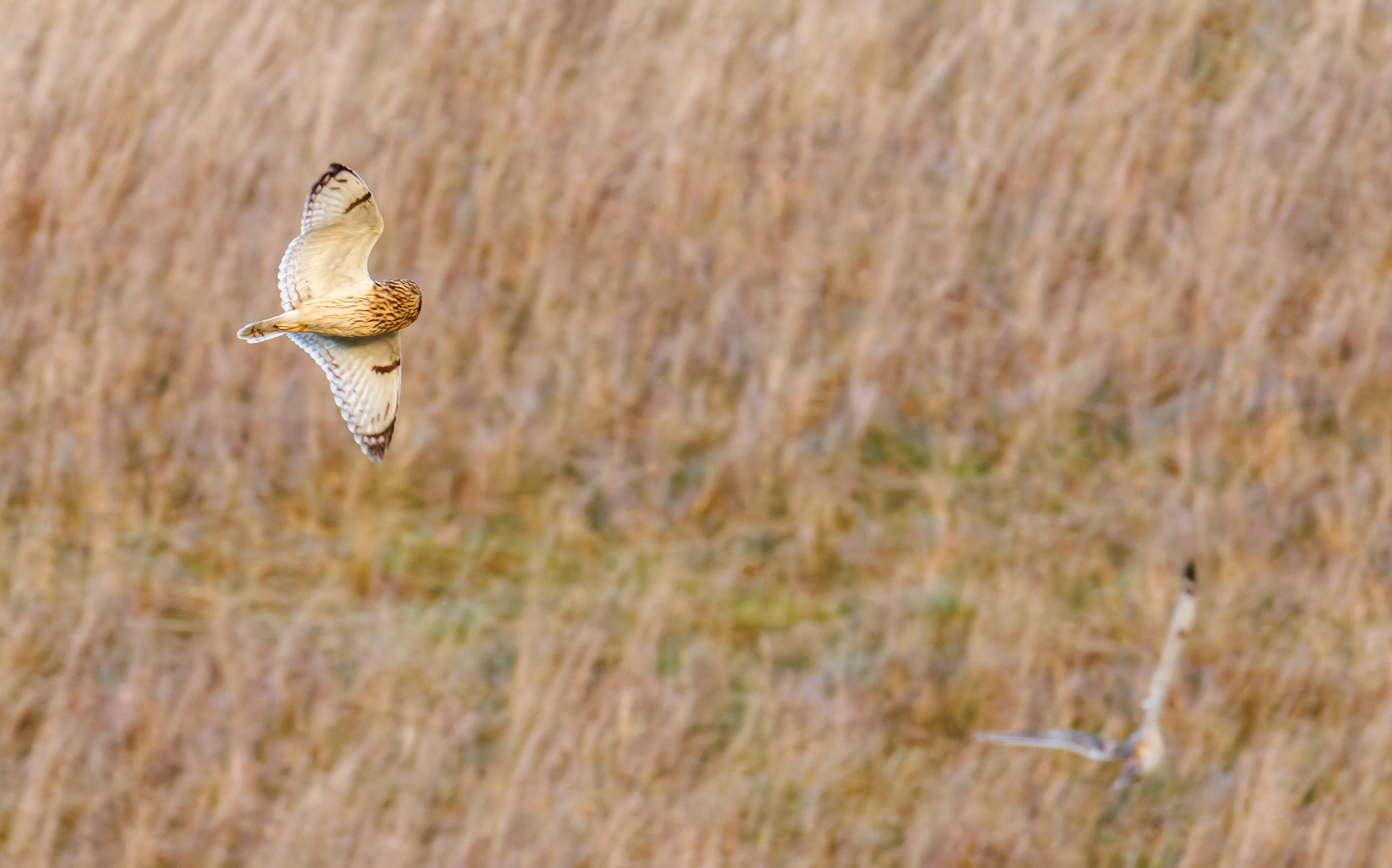 Short-eared owl, Devils Punchbowl, UK — photo by Orlando Prugel-Bennett