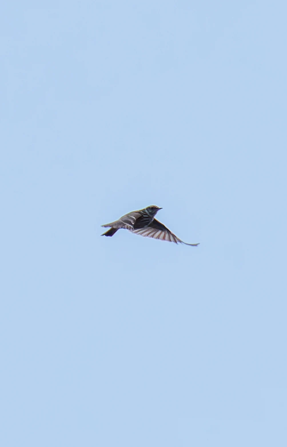 Woodlark, Acres Down, Hampshire, UK — photo by Orlando Prugel-Bennett
