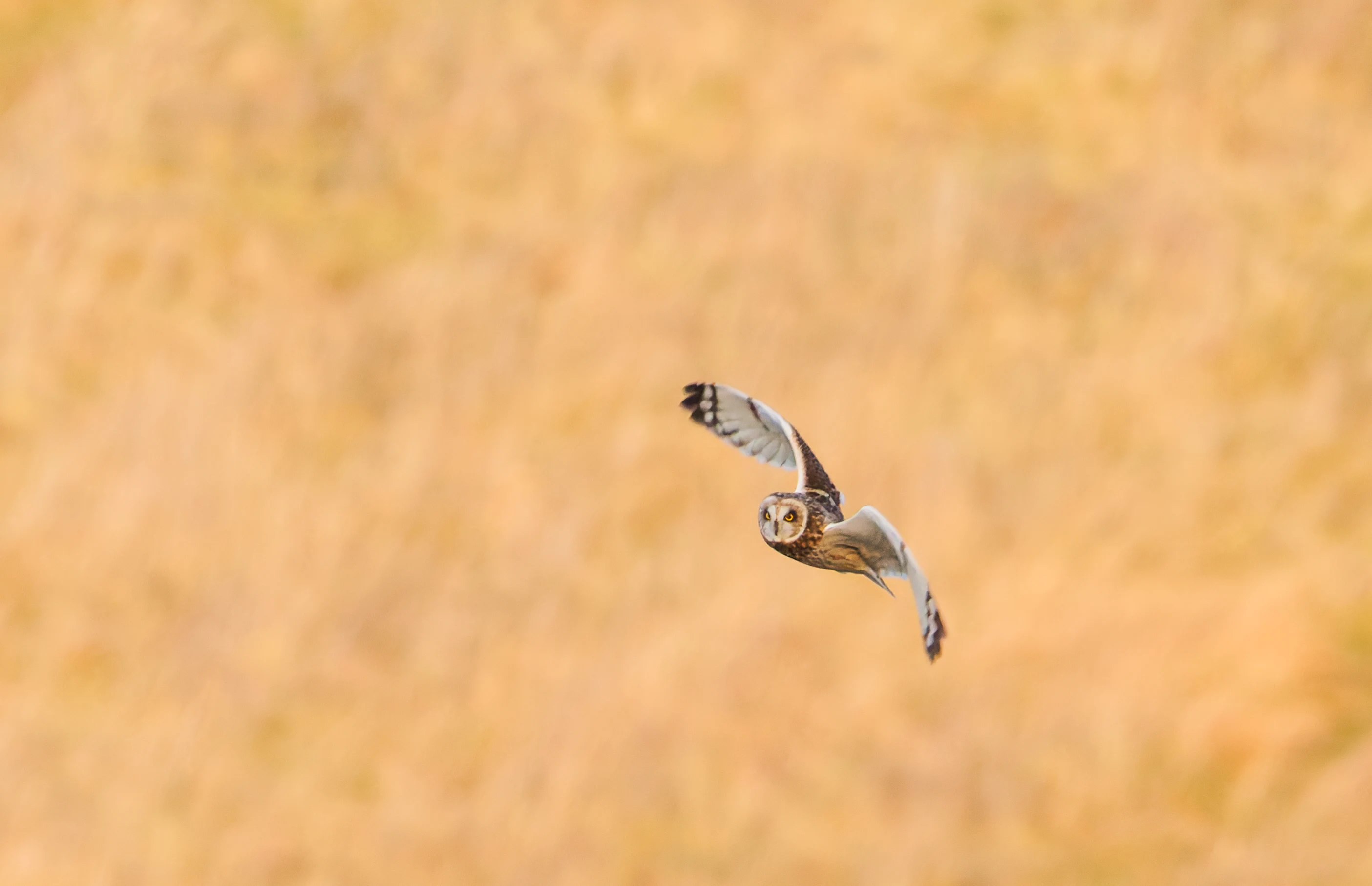 Short-eared owl, Devils Punchbowl, UK — photo by Orlando Prugel-Bennett