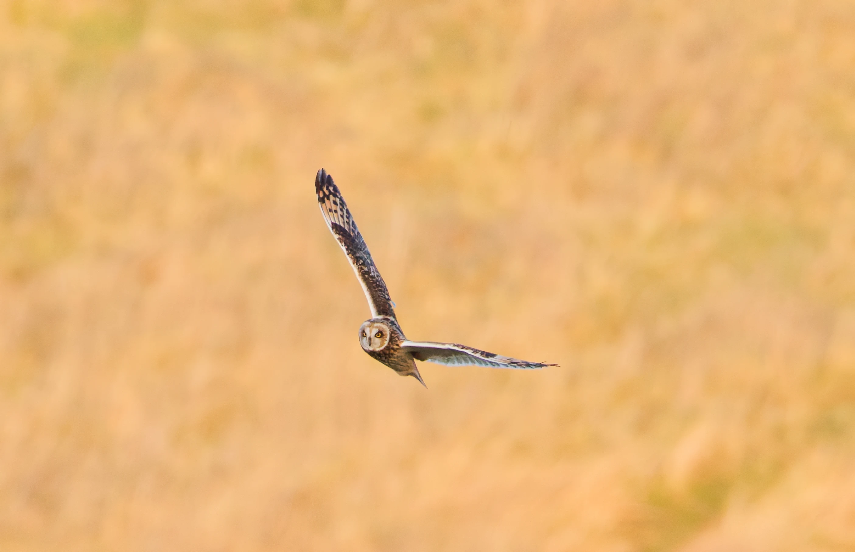 Short-eared owl, Devils Punchbowl, UK — photo by Orlando Prugel-Bennett