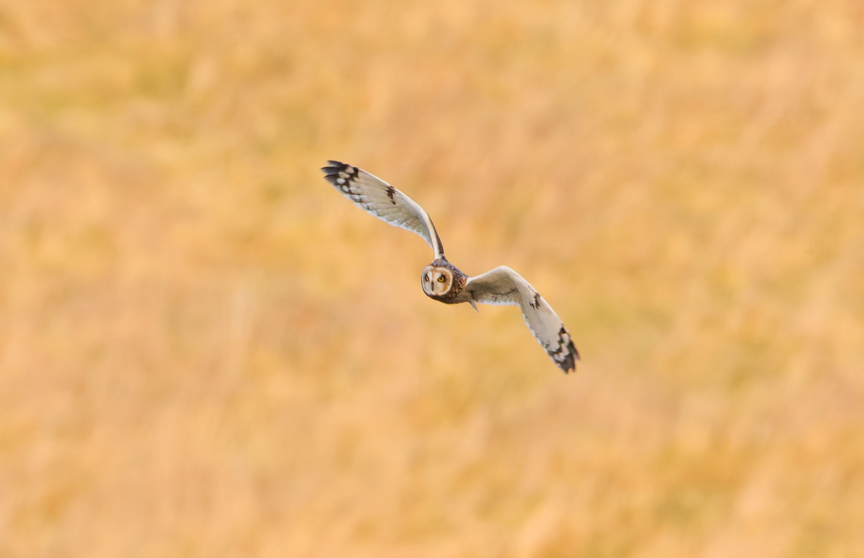 Short-eared owl, Devils Punchbowl, UK — photo by Orlando Prugel-Bennett