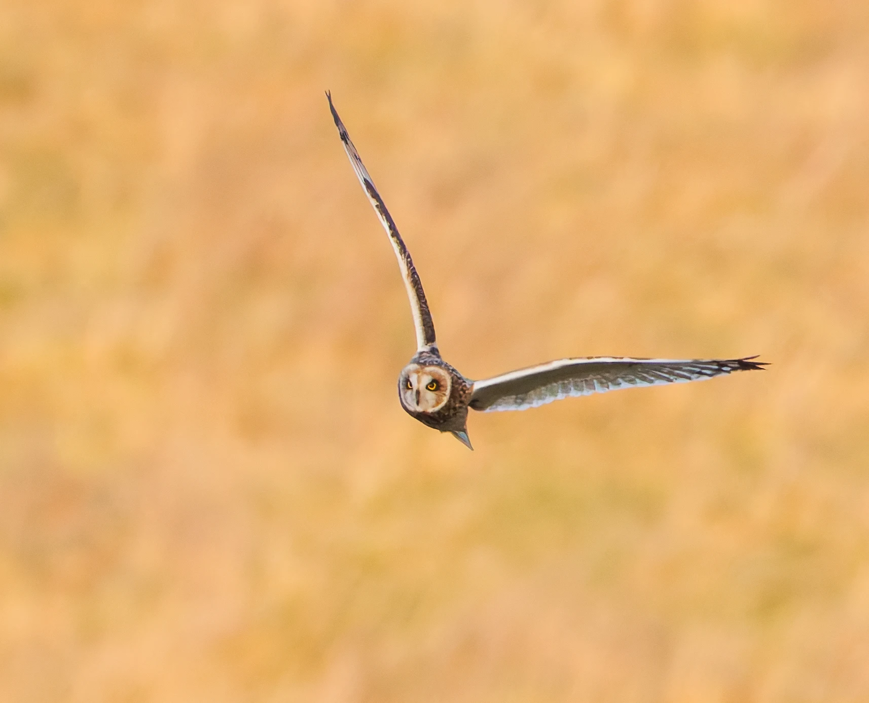 Short-eared owl, Devils Punchbowl, UK — photo by Orlando Prugel-Bennett