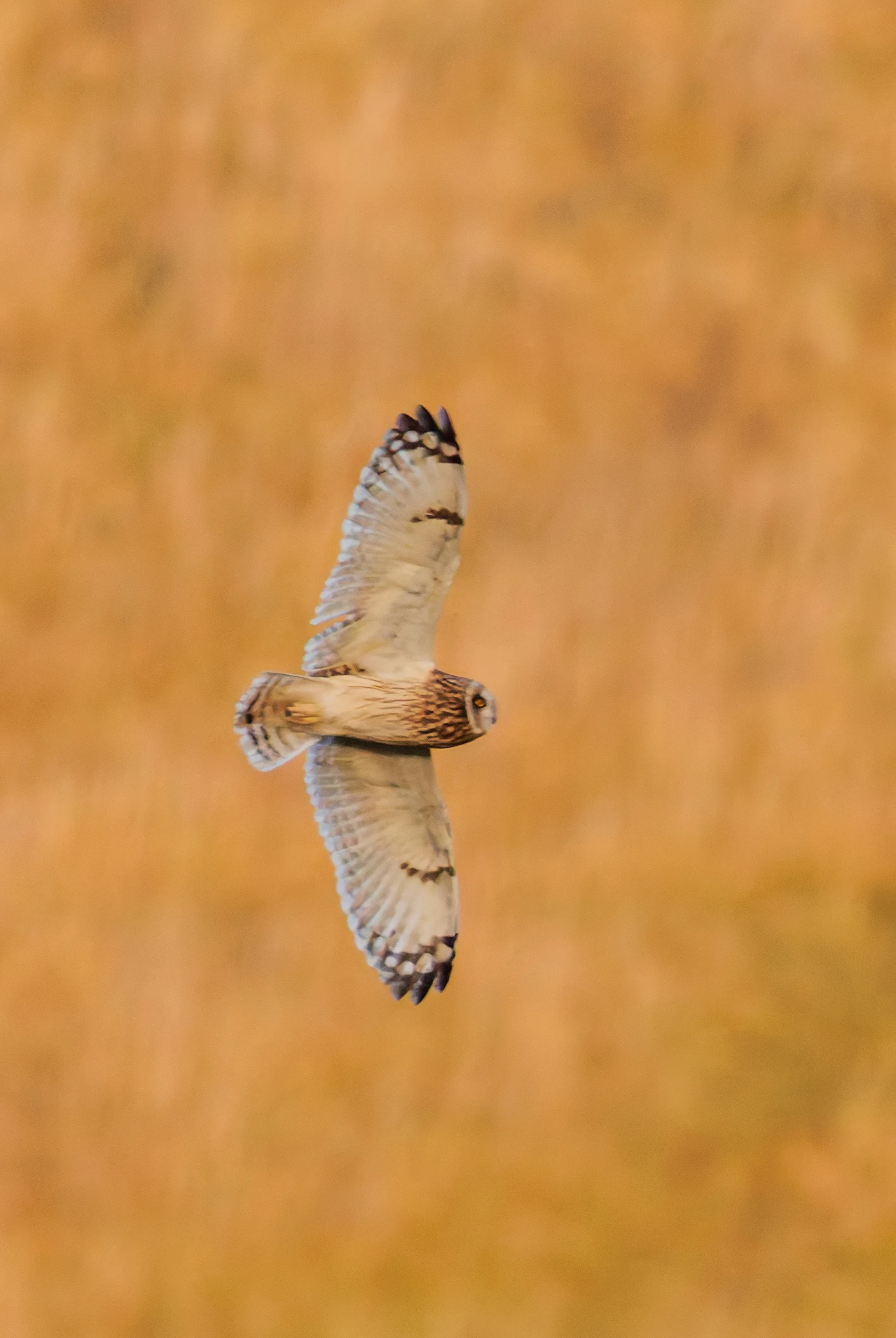 Short-eared owl, Devils Punchbowl, UK — photo by Orlando Prugel-Bennett