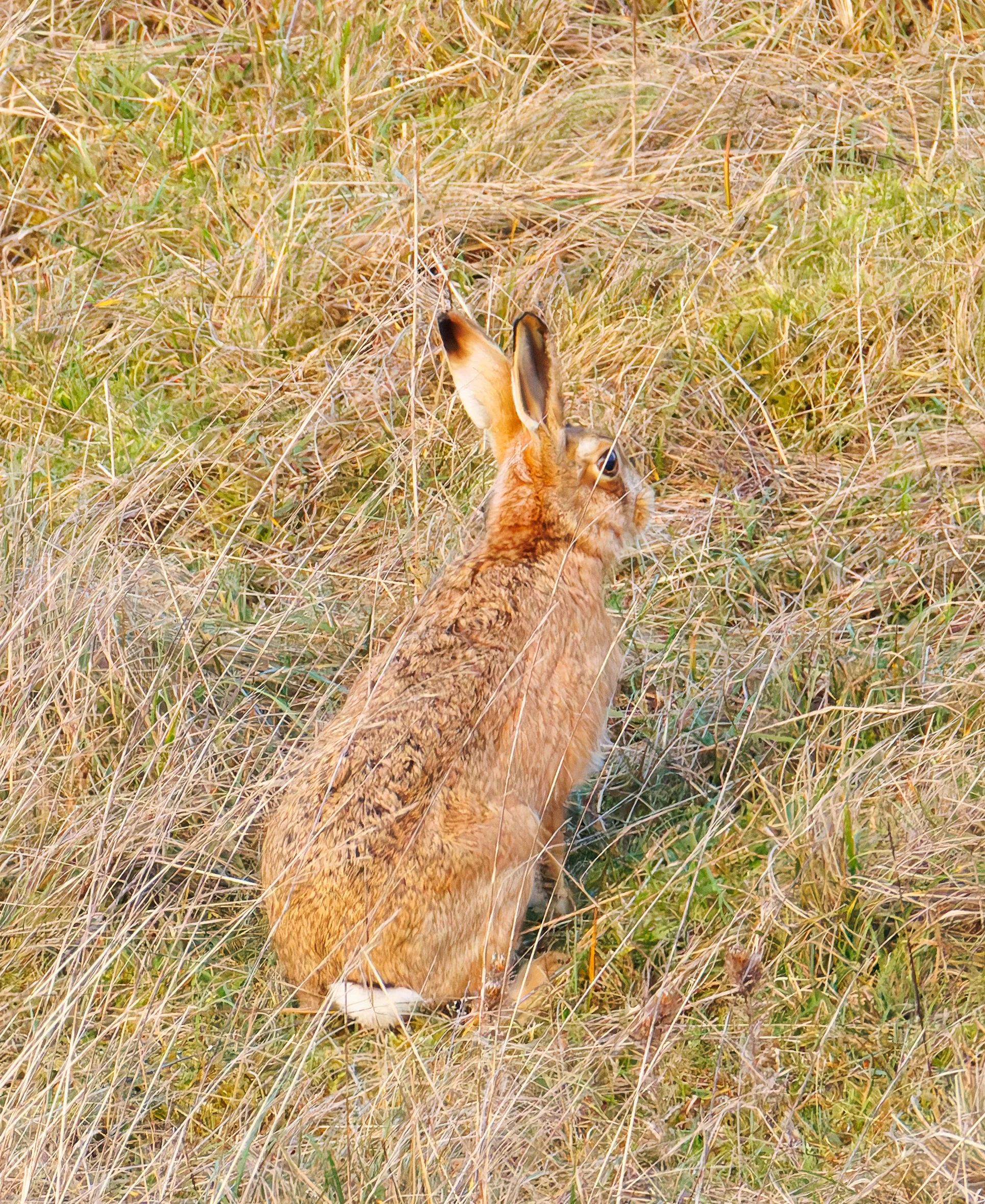 Hare, Devils Punchbowl, UK — photo by Orlando Prugel-Bennett