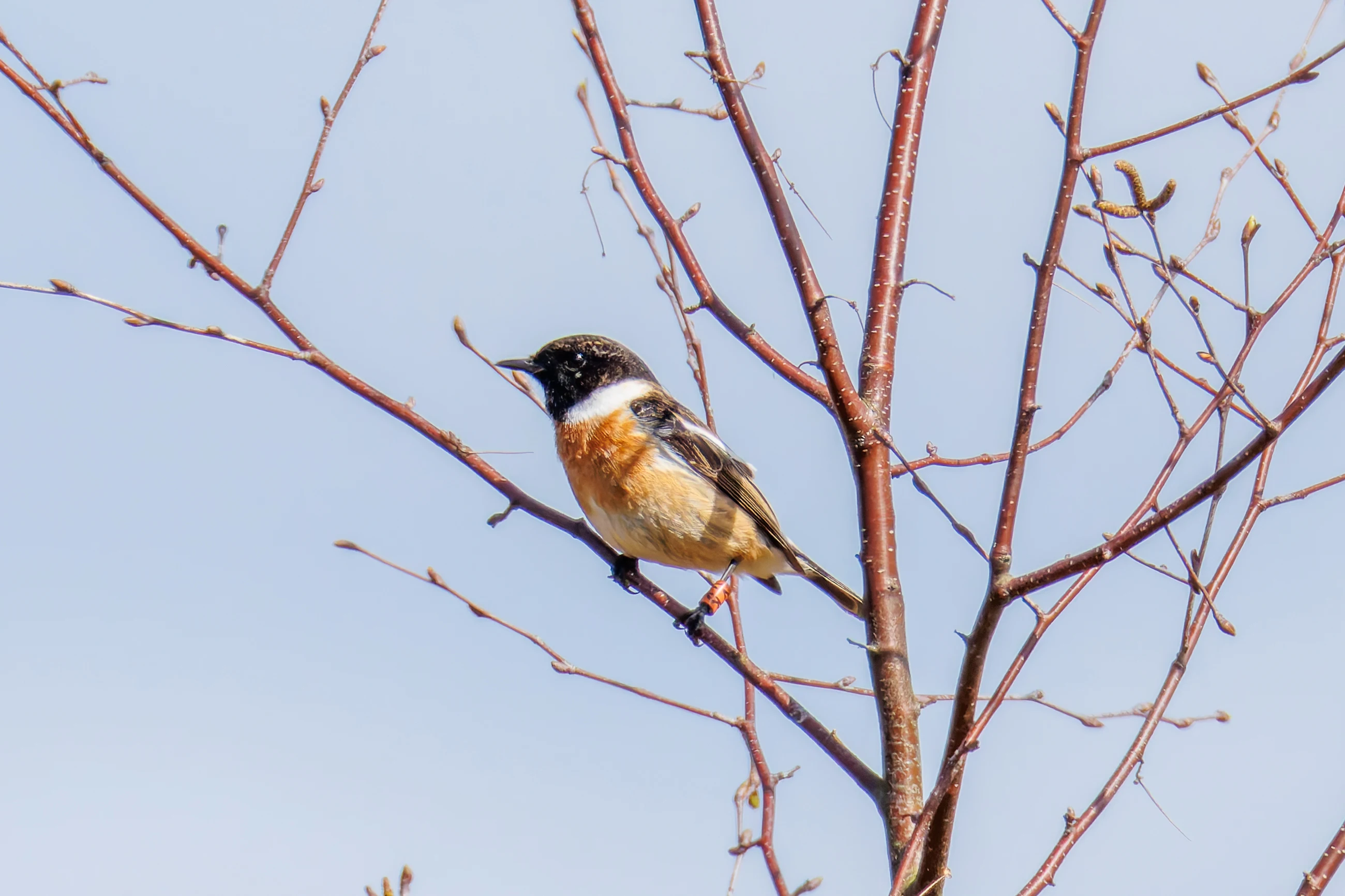 Male Stonechat, Acres Down, Hampshire, UK — photo by Orlando Prugel-Bennett