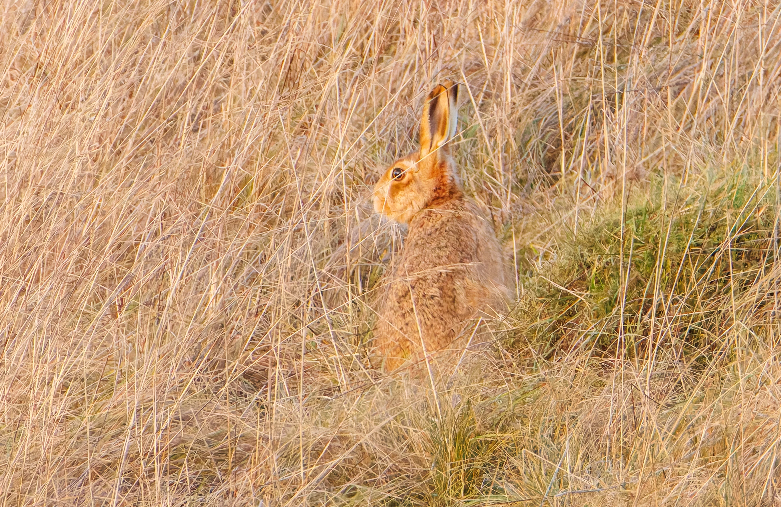 Hare, Devils Punchbowl, UK — photo by Orlando Prugel-Bennett