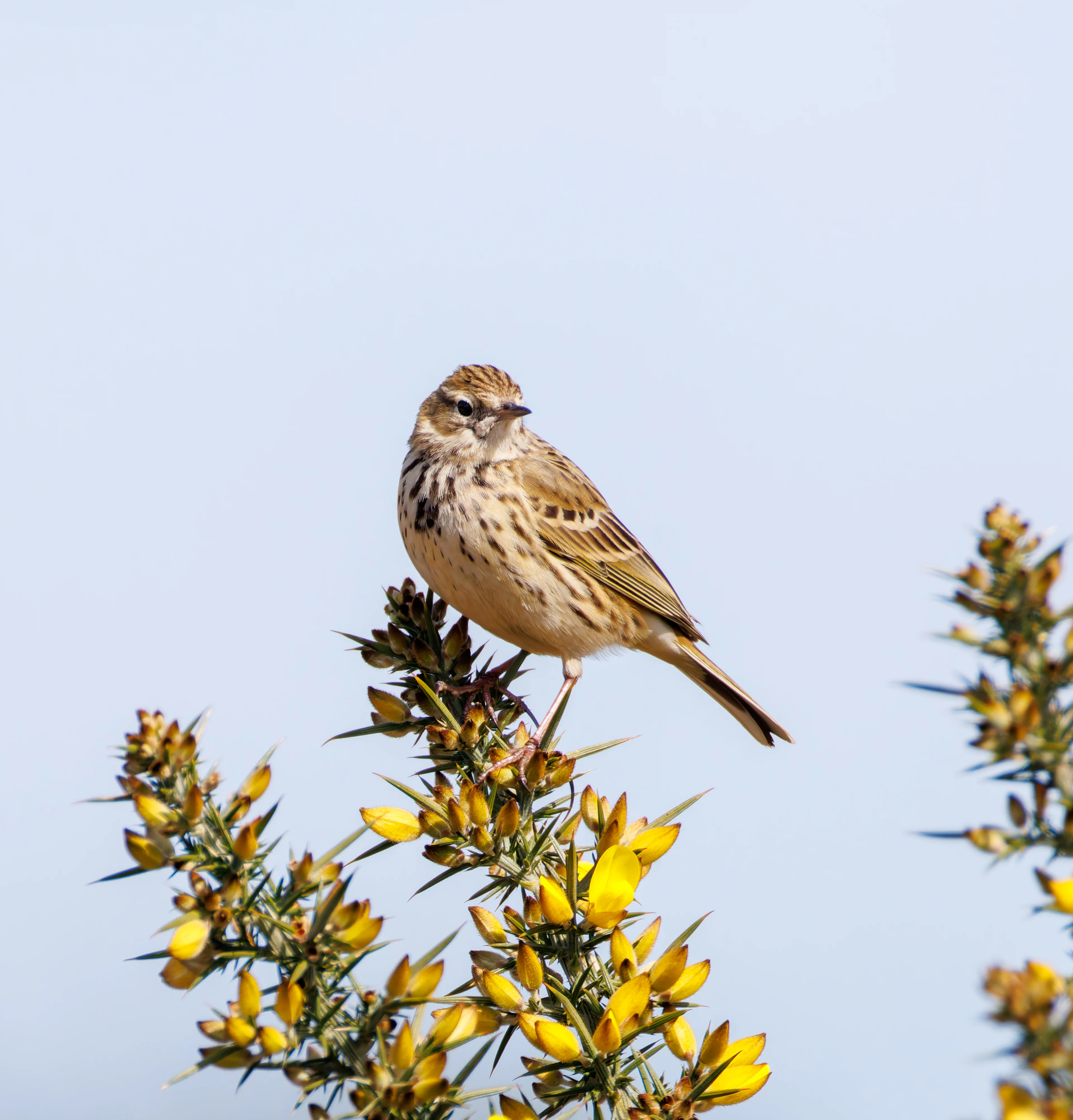 Meadow Pipit, Acres Down, Hampshire, UK — photo by Orlando Prugel-Bennett
