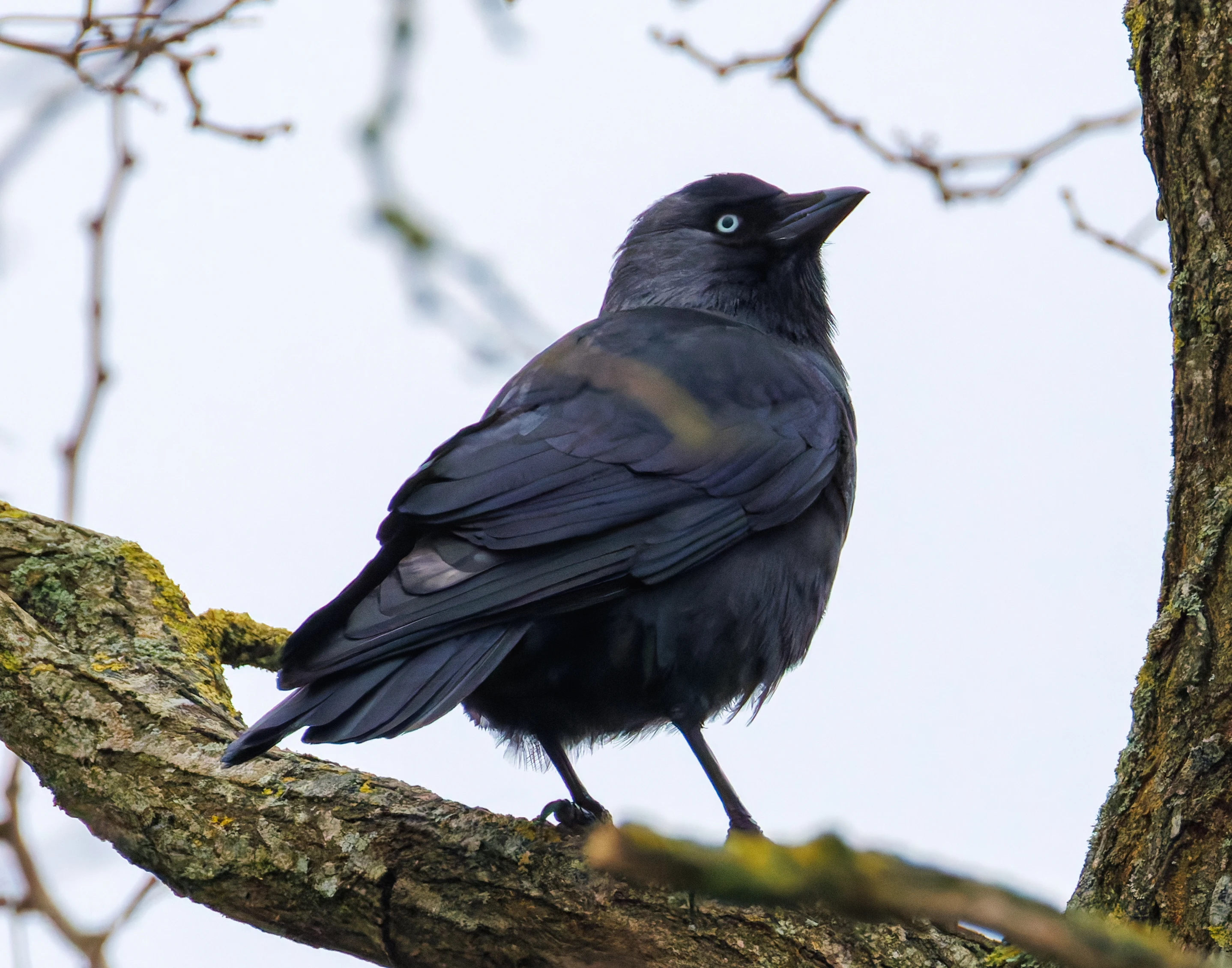 Jackdaw, Abingdon, UK — photo by Orlando Prugel-Bennett