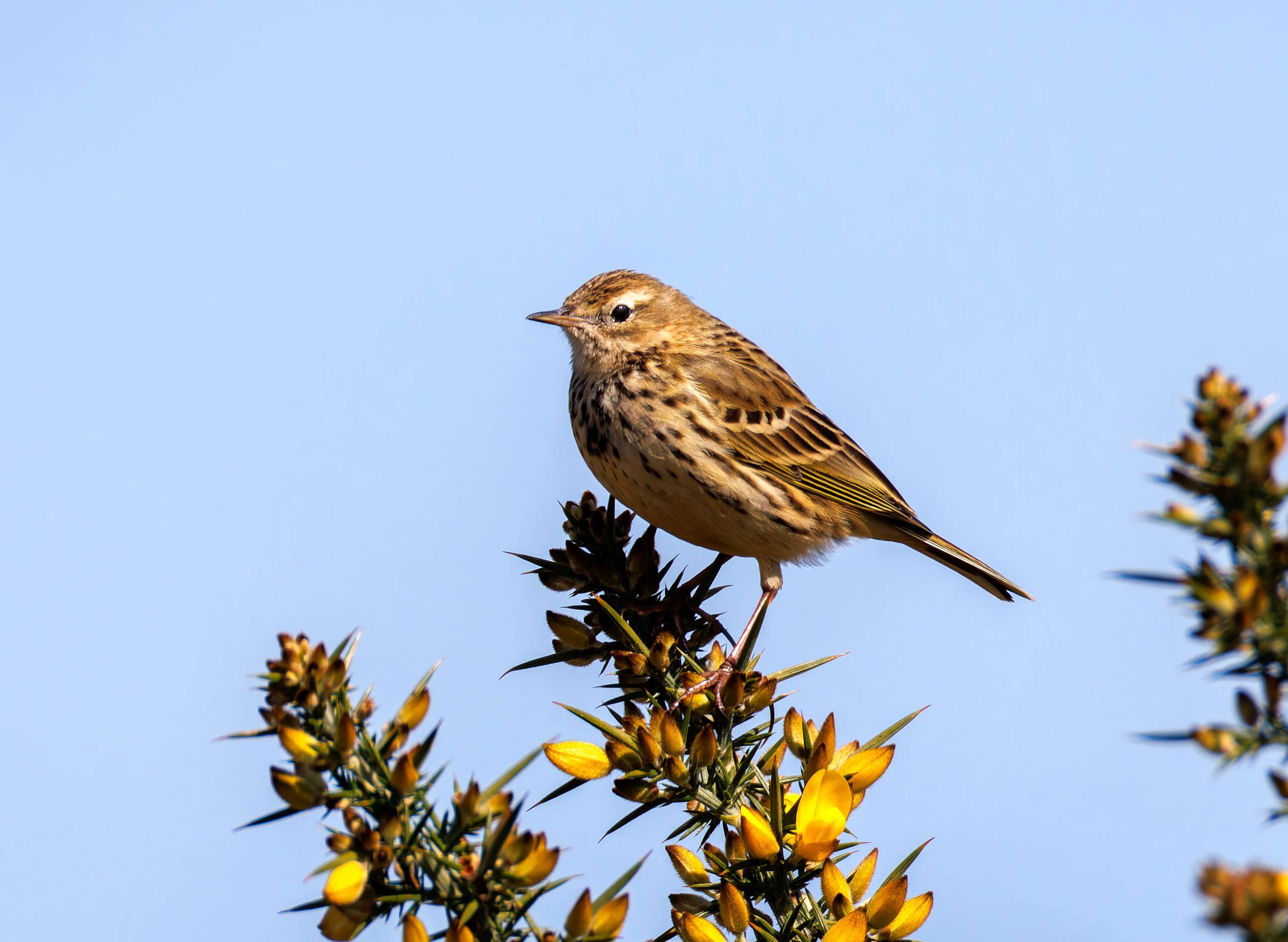 Meadow Pipit, Acres Down, Hampshire, UK — photo by Orlando Prugel-Bennett