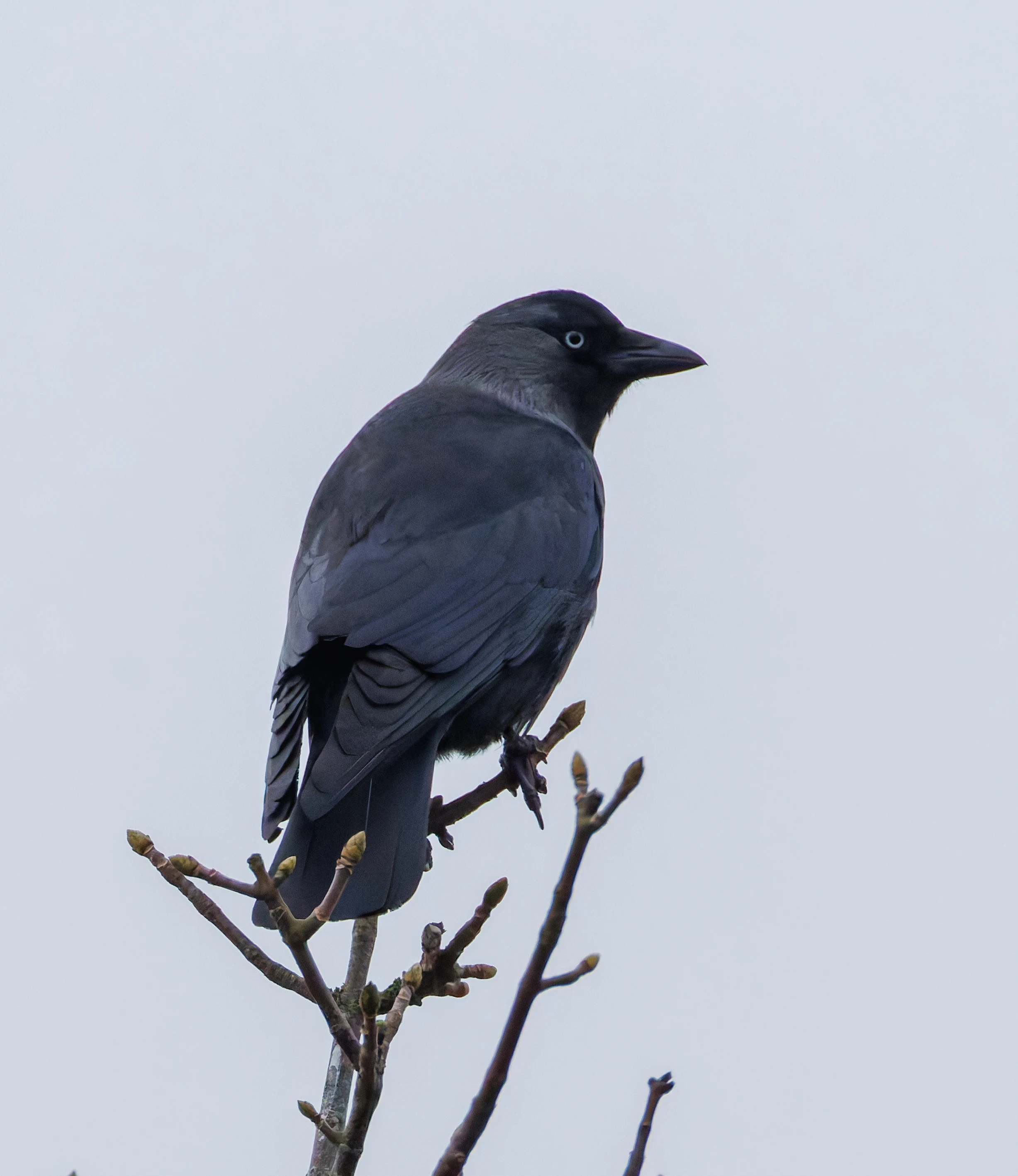 Jackdaw, Abingdon, UK — photo by Orlando Prugel-Bennett