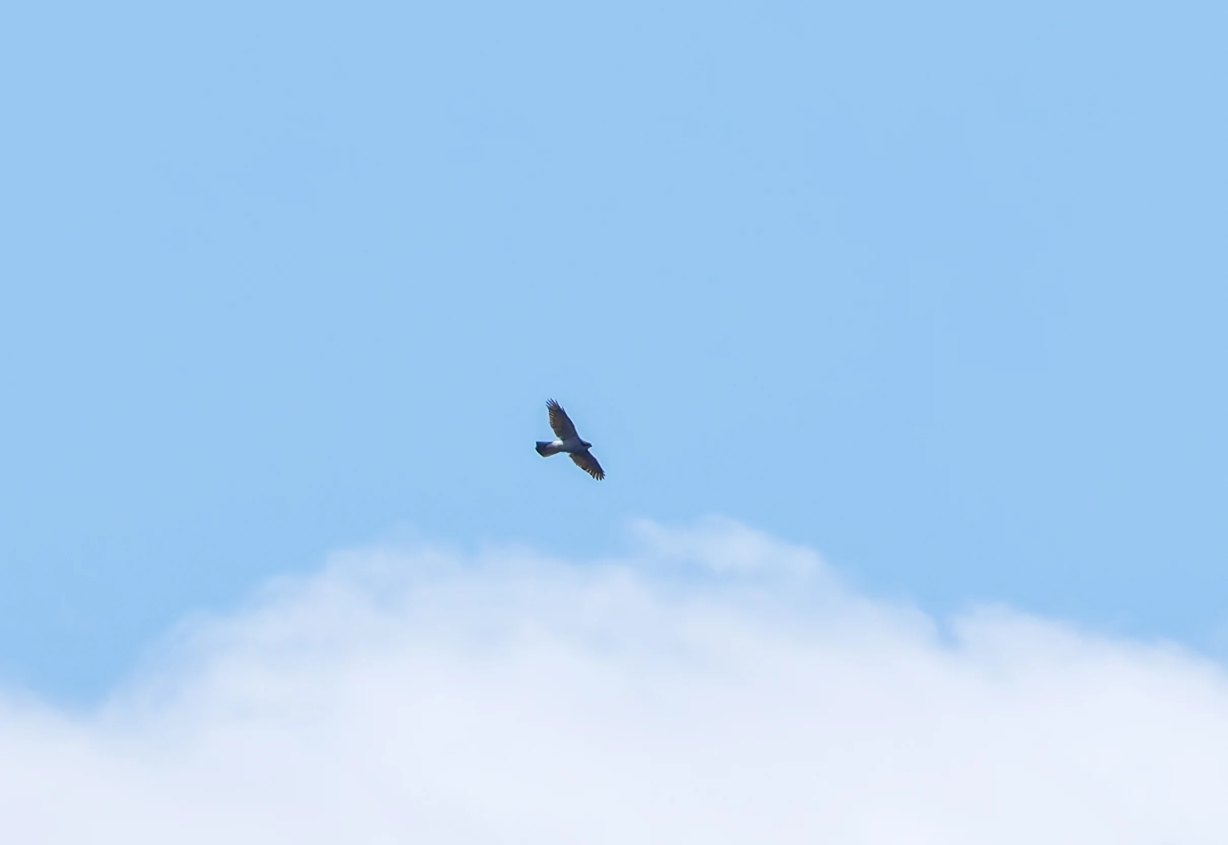 Goshawk, Acres Down, Hampshire, UK — photo by Orlando Prugel-Bennett
