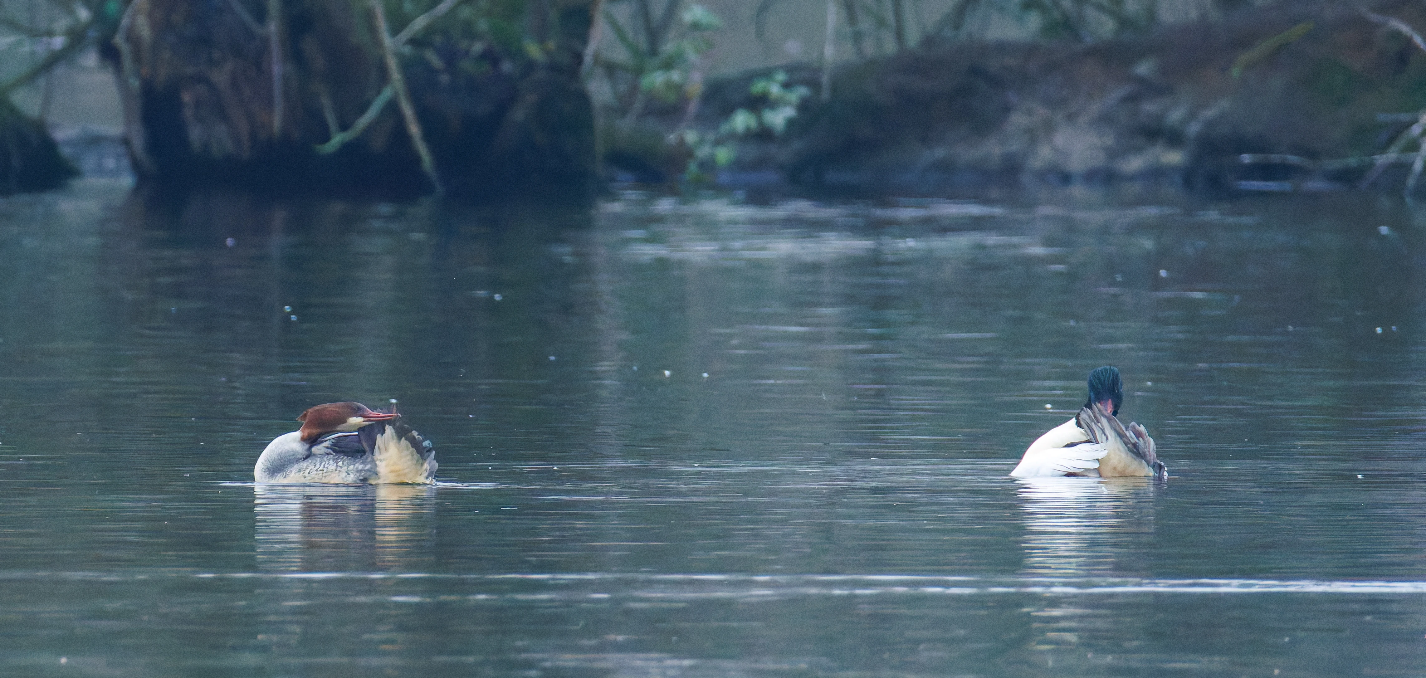Goosander, Abingdon, UK — photo by Orlando Prugel-Bennett