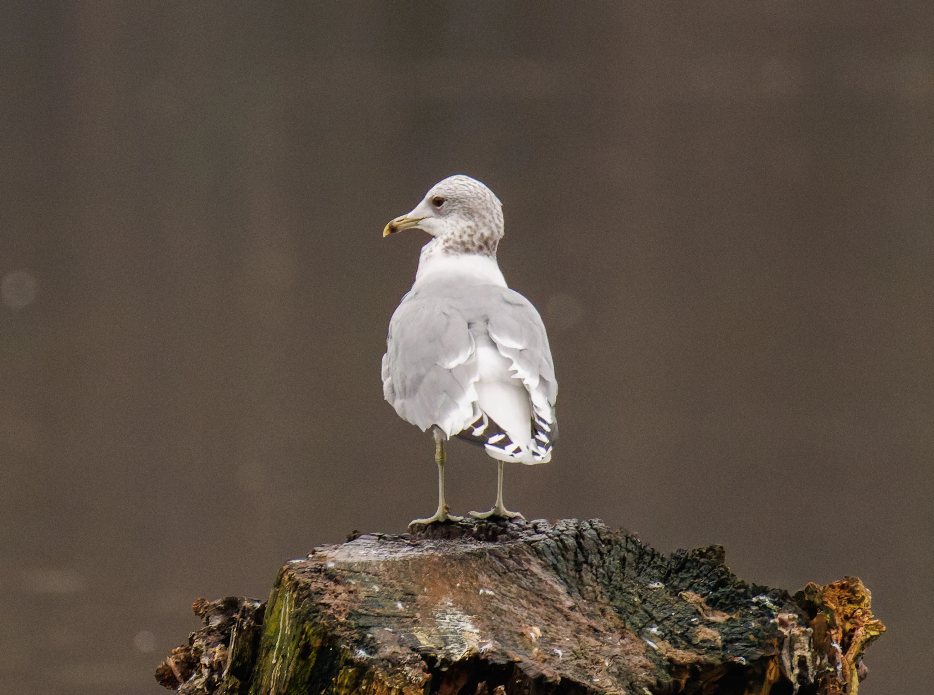 Herring Gull, Abingdon, UK — photo by Orlando Prugel-Bennett