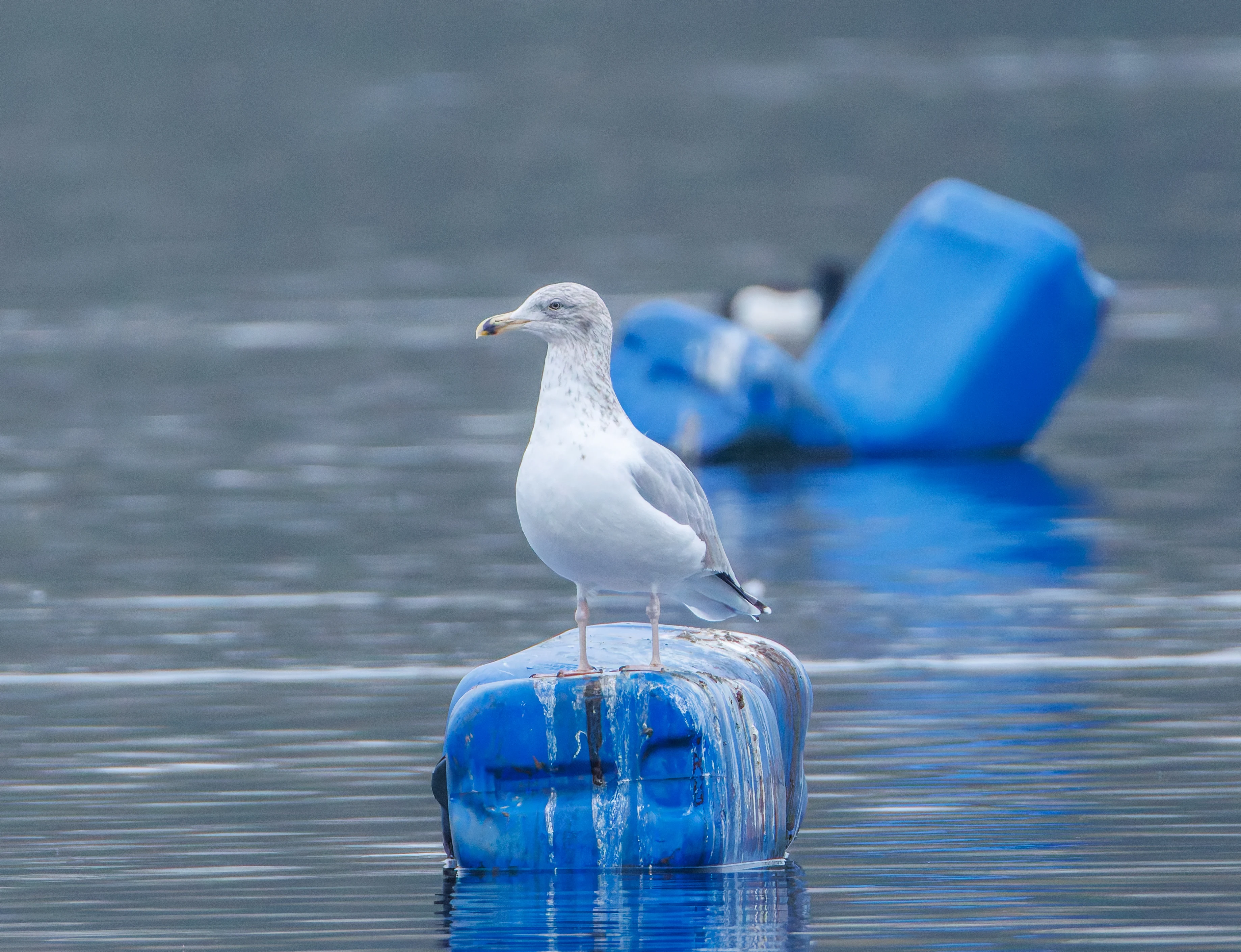Herring Gull, Abingdon, UK — photo by Orlando Prugel-Bennett