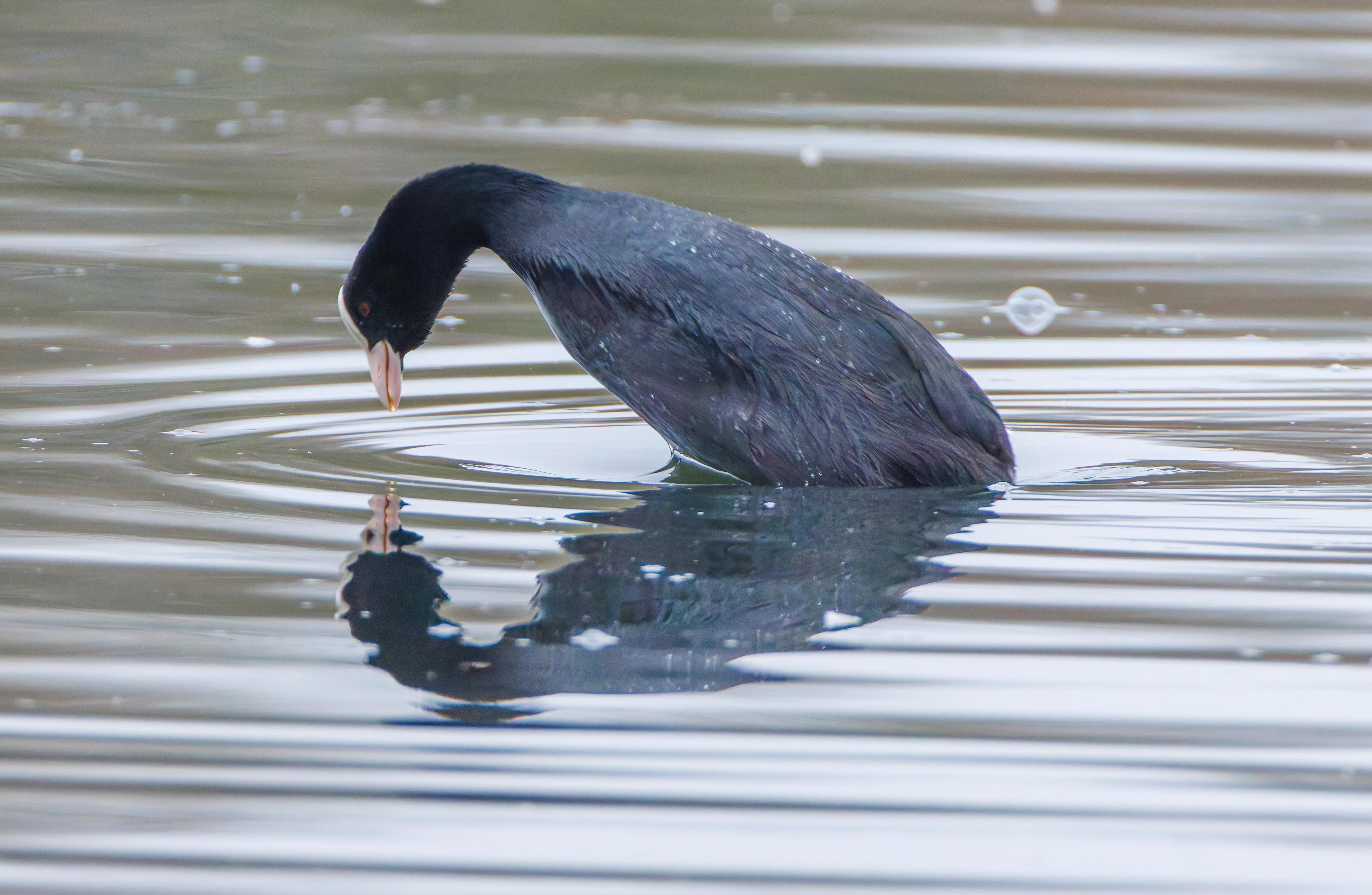 Coot, Abingdon, UK — photo by Orlando Prugel-Bennett