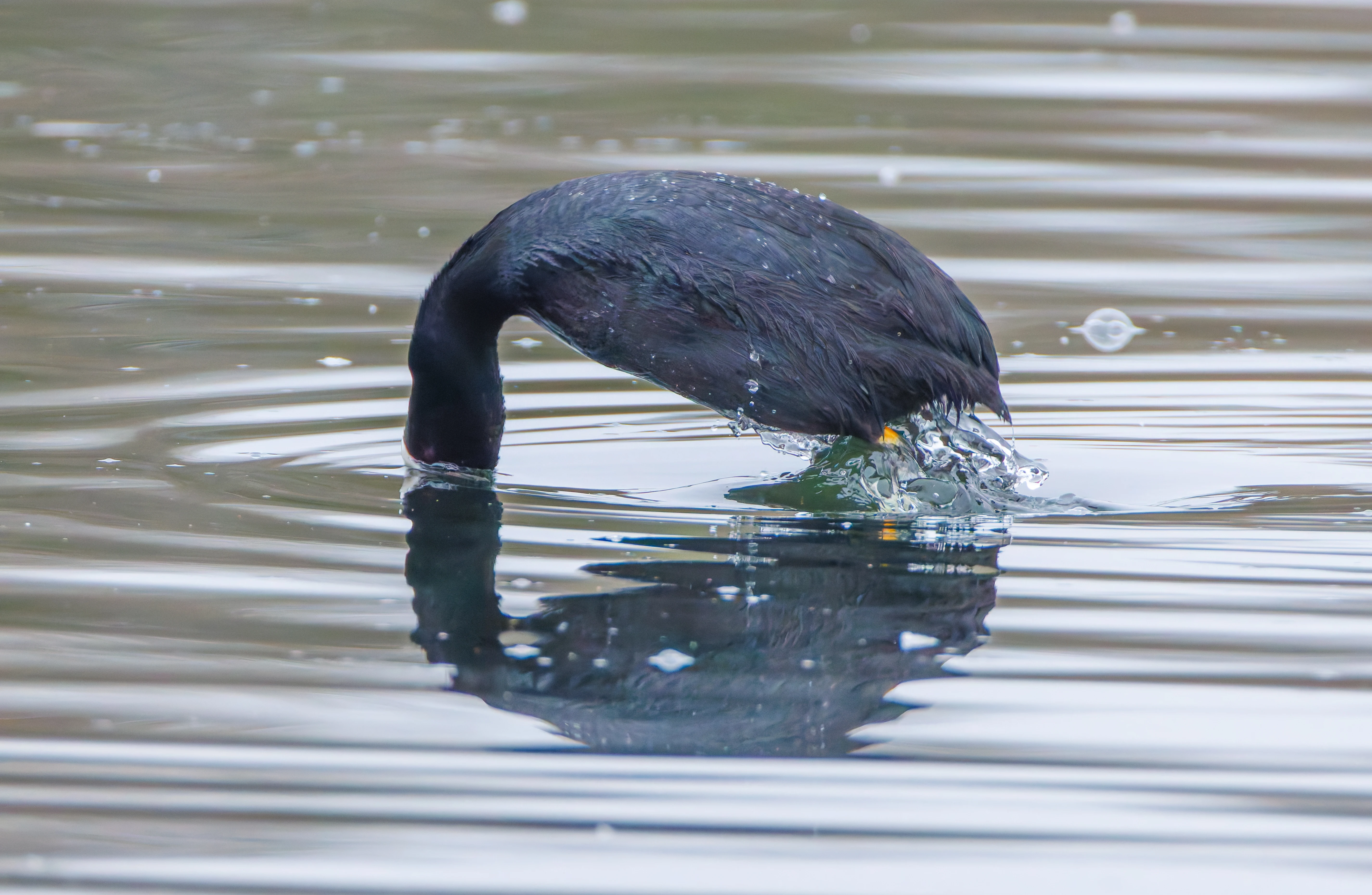 Coot, Abingdon, UK — photo by Orlando Prugel-Bennett