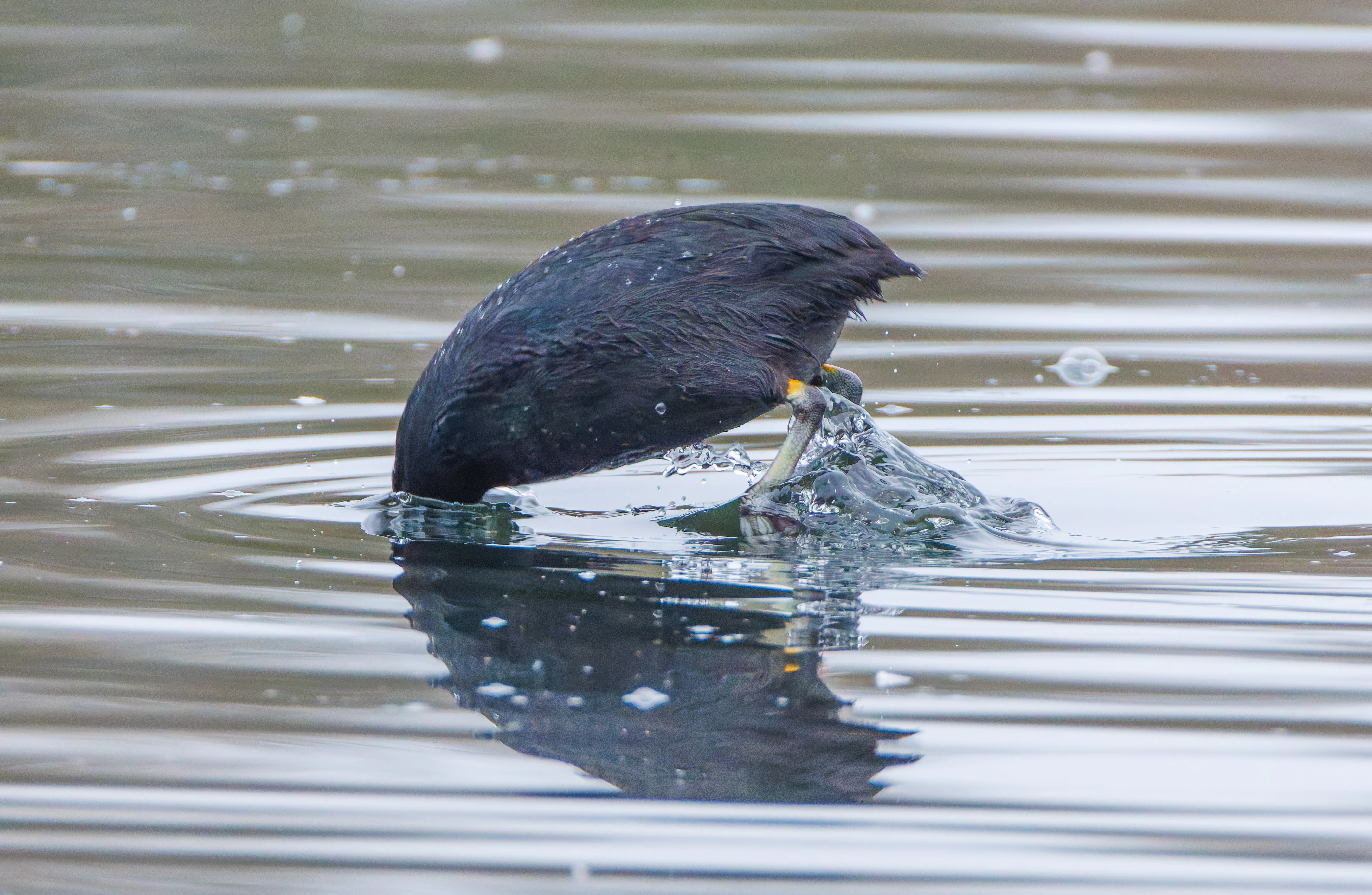 Coot, Abingdon, UK — photo by Orlando Prugel-Bennett