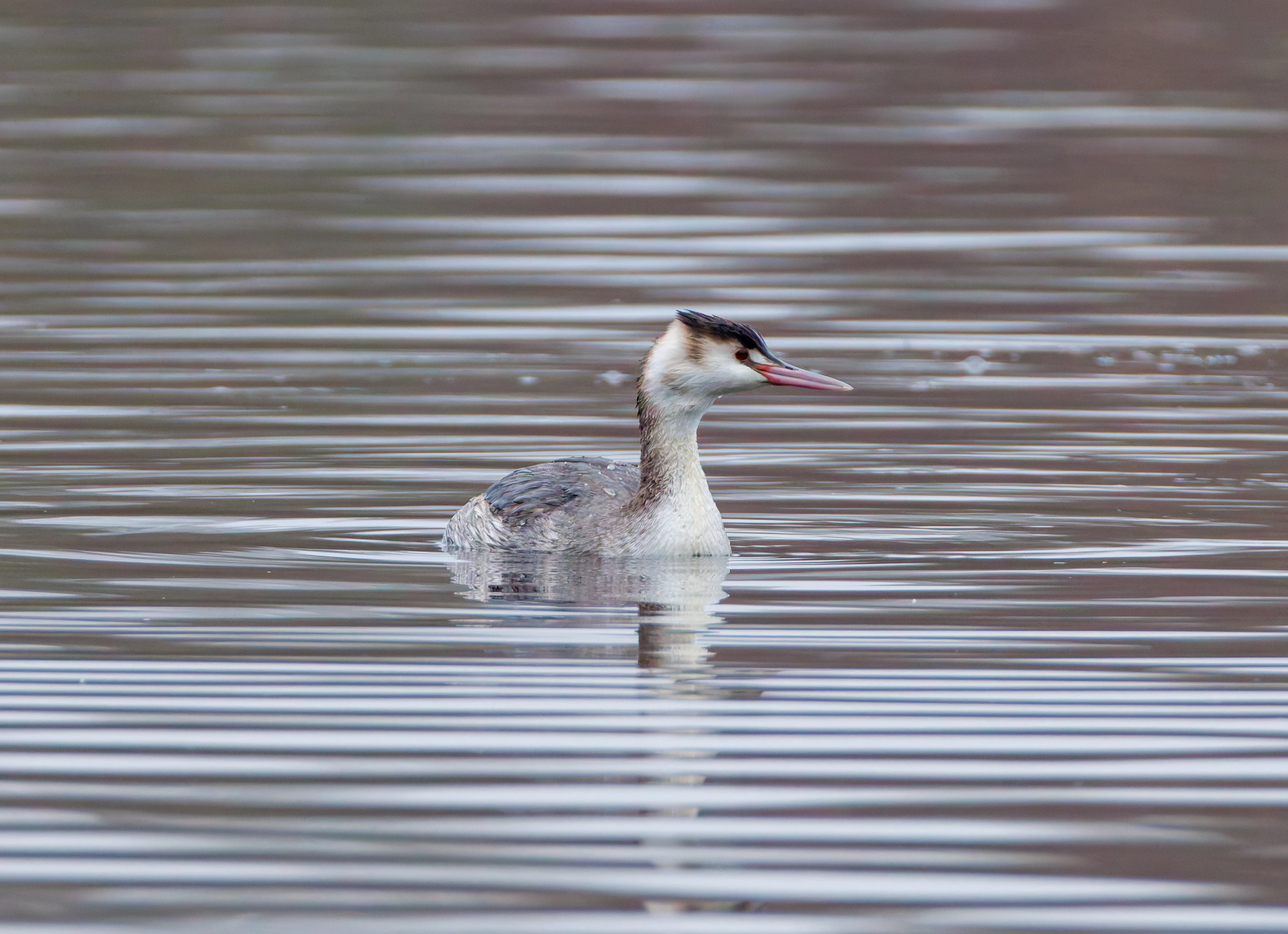 Great Crested Grebe, Abingdon, UK — photo by Orlando Prugel-Bennett