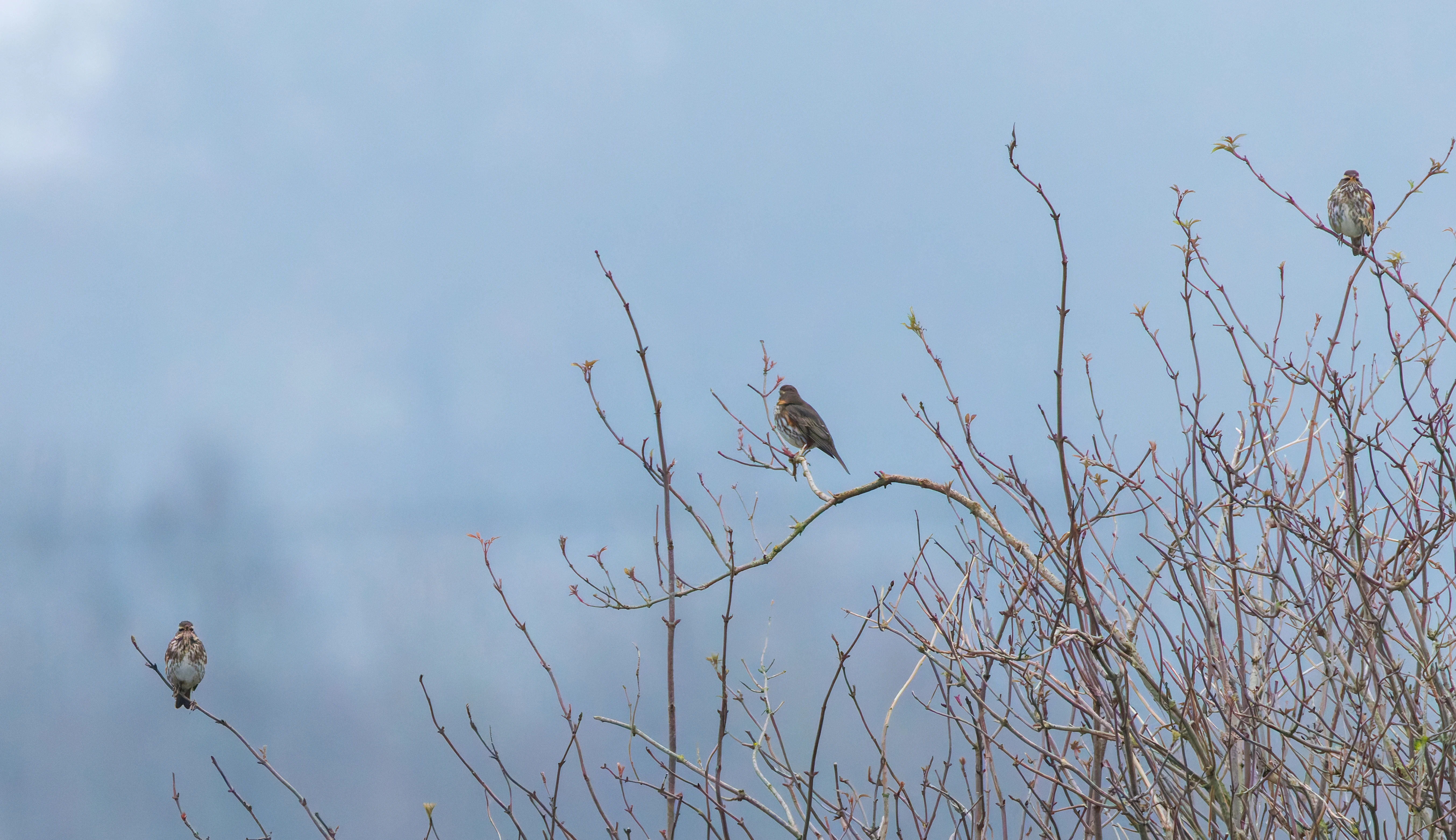 Redwing, Abingdon, UK — photo by Orlando Prugel-Bennett