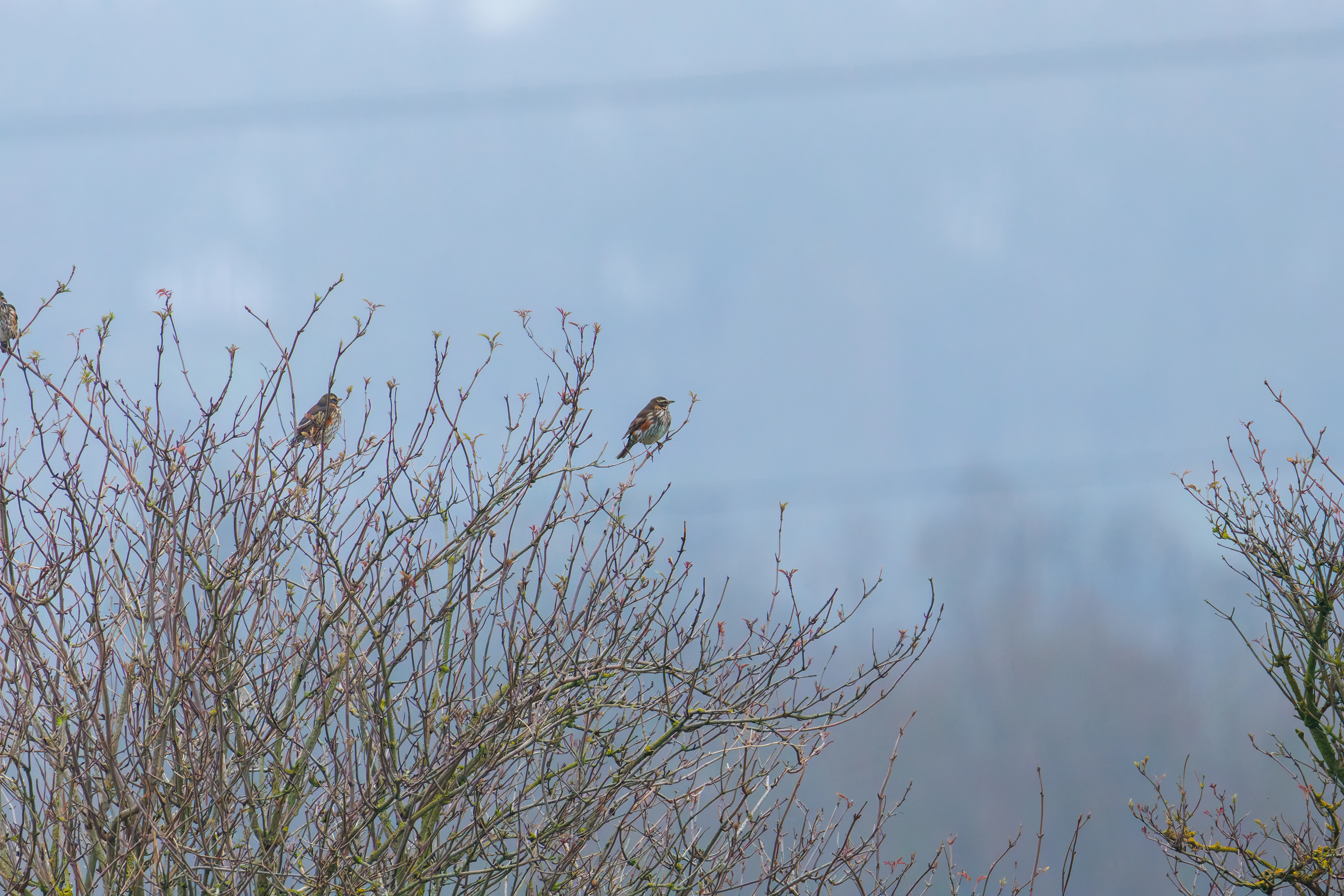 Redwing, Abingdon, UK — photo by Orlando Prugel-Bennett