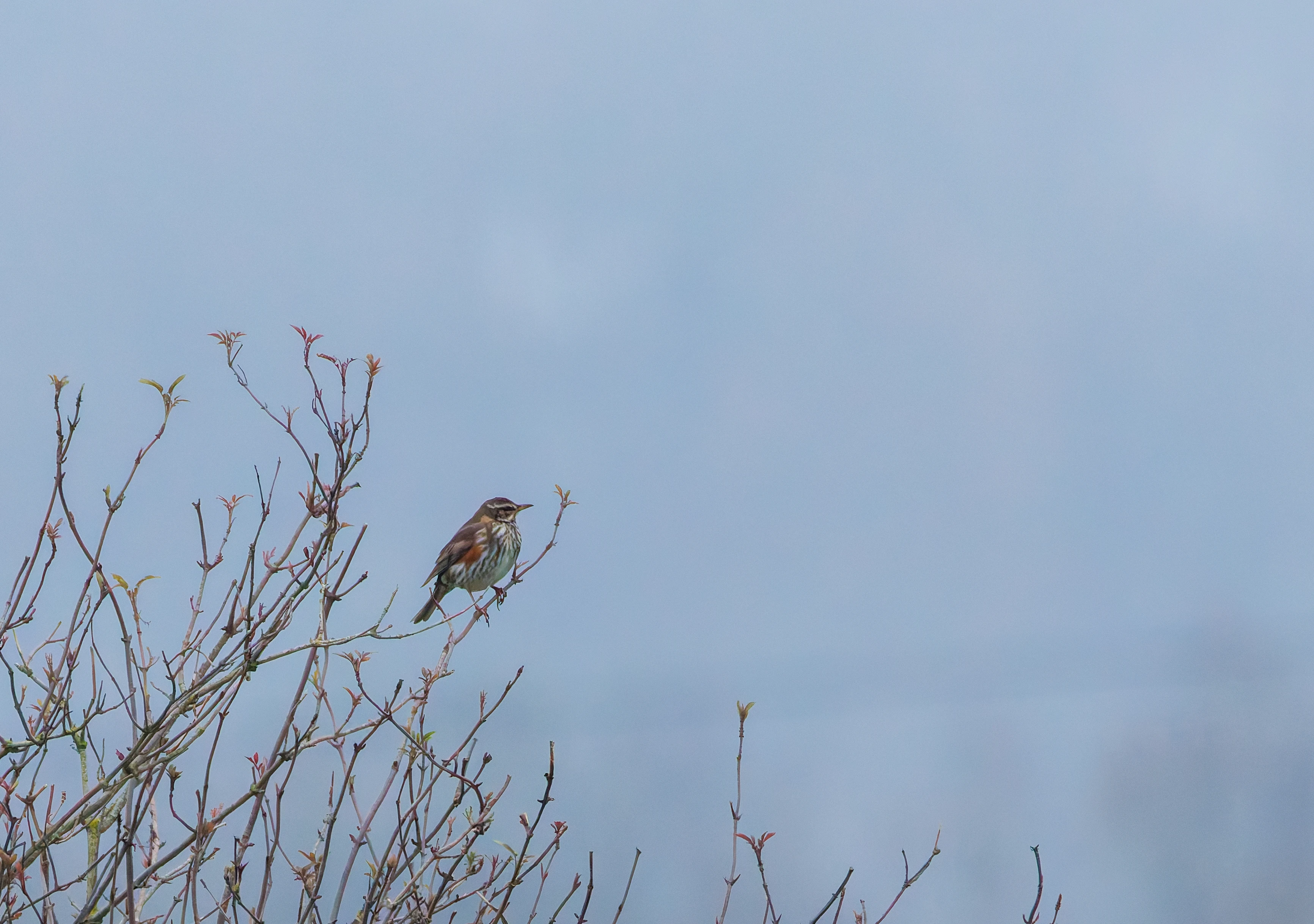 Redwing, Abingdon, UK — photo by Orlando Prugel-Bennett