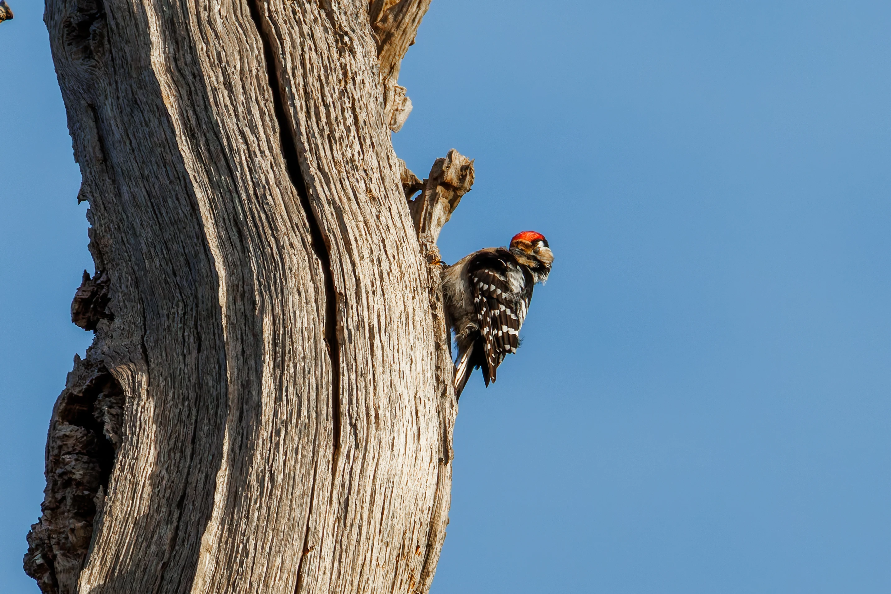 Lesser-Spotted Woodpecker, Acres Down, Hampshire, UK — photo by Orlando Prugel-Bennett
