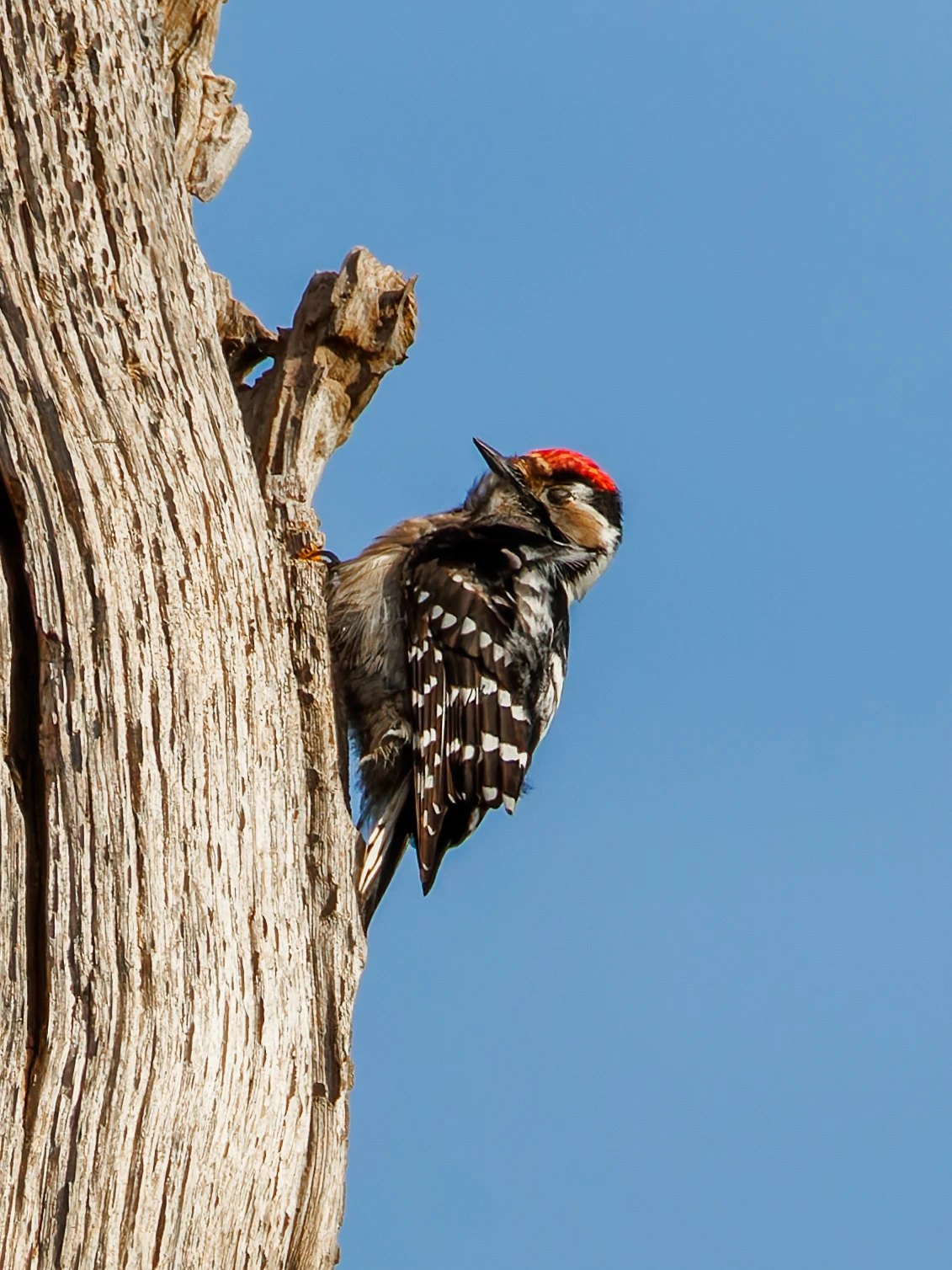 Lesser-Spotted Woodpecker, Acres Down, Hampshire, UK — photo by Orlando Prugel-Bennett