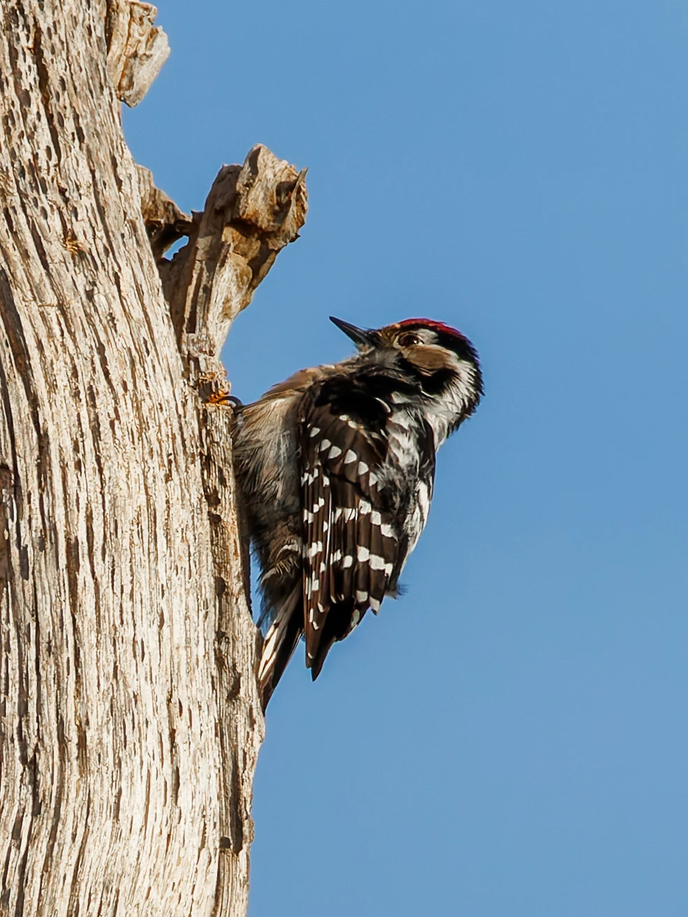Lesser-Spotted Woodpecker, Acres Down, Hampshire, UK — photo by Orlando Prugel-Bennett