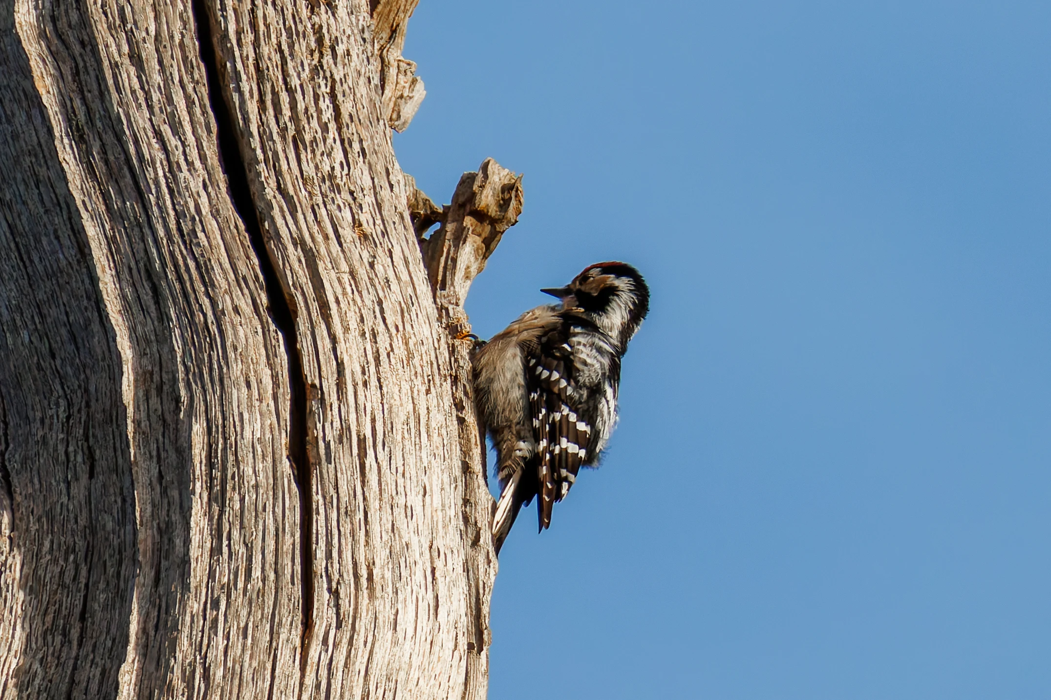 Lesser-Spotted Woodpecker, Acres Down, Hampshire, UK — photo by Orlando Prugel-Bennett