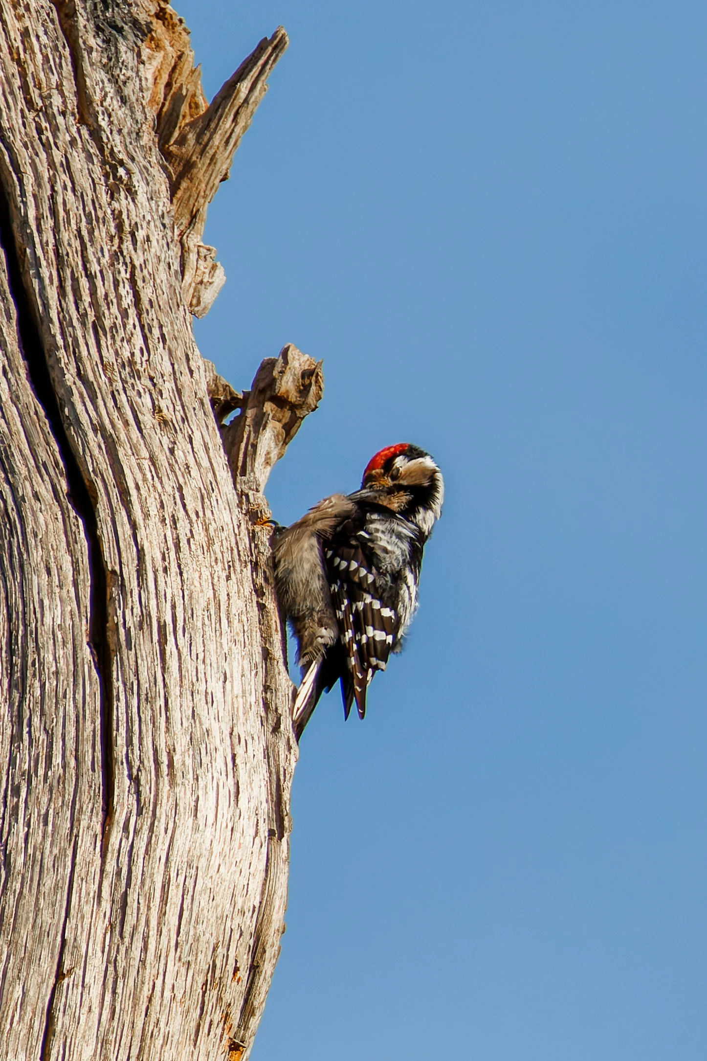 Lesser-Spotted Woodpecker, Acres Down, Hampshire, UK — photo by Orlando Prugel-Bennett