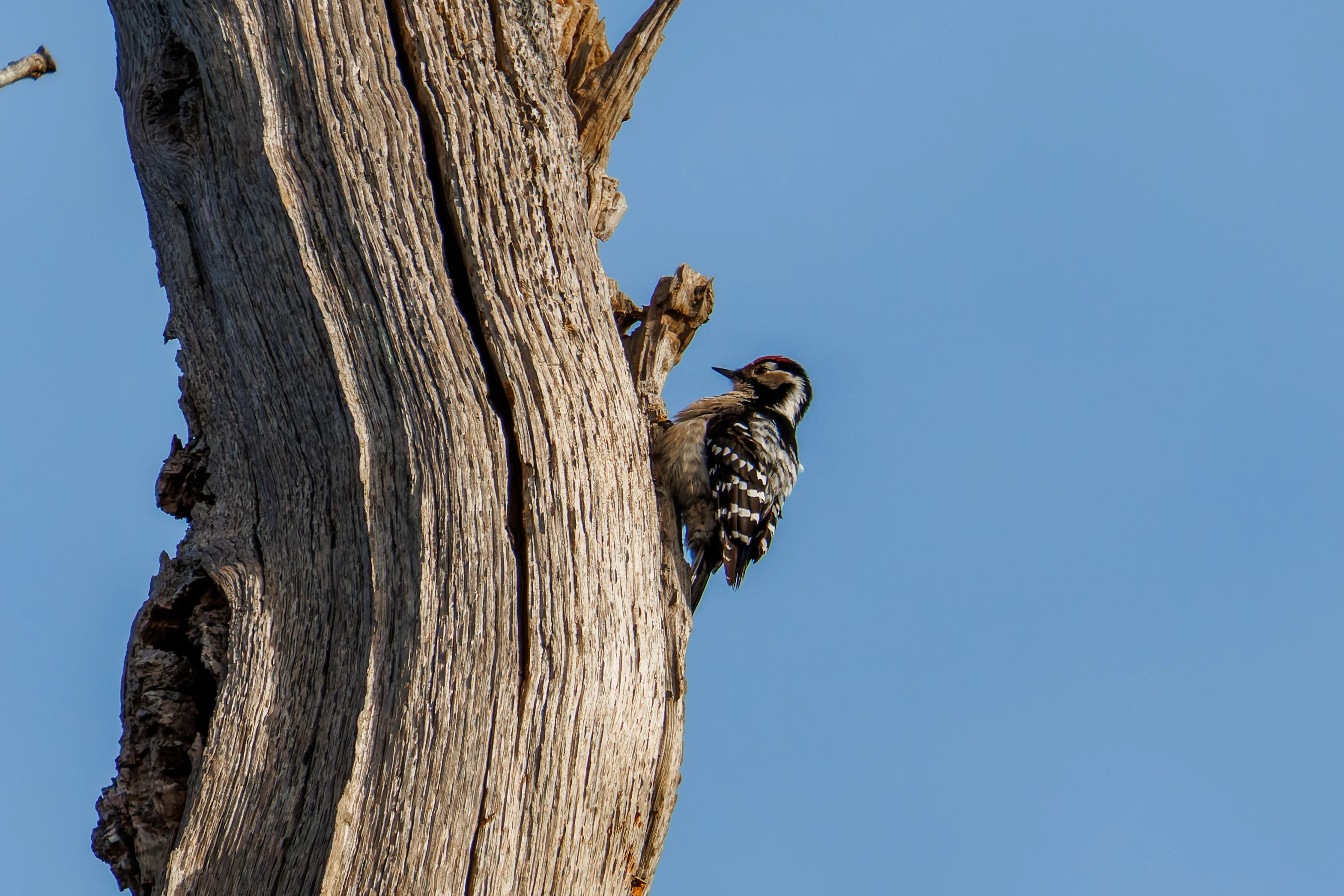 Lesser-Spotted Woodpecker, Acres Down, Hampshire, UK — photo by Orlando Prugel-Bennett