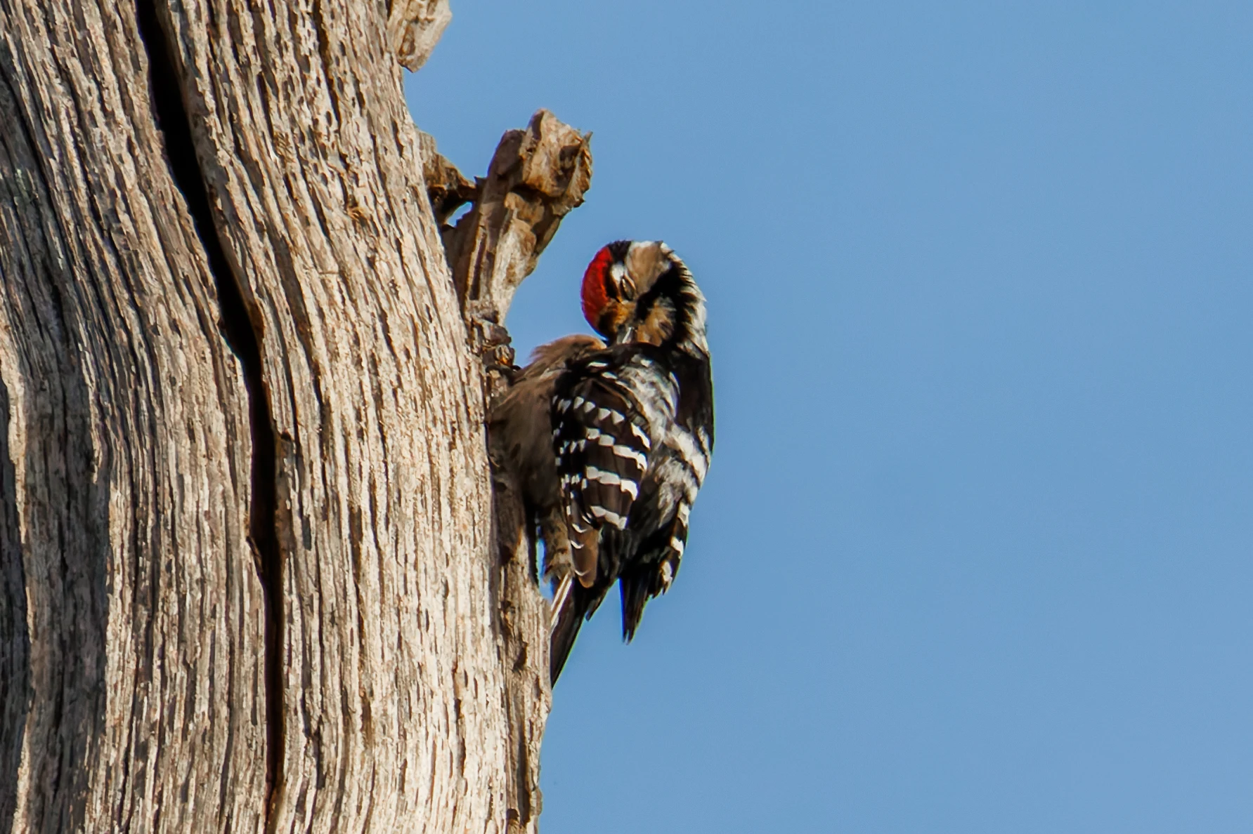 Lesser-Spotted Woodpecker, Acres Down, Hampshire, UK — photo by Orlando Prugel-Bennett