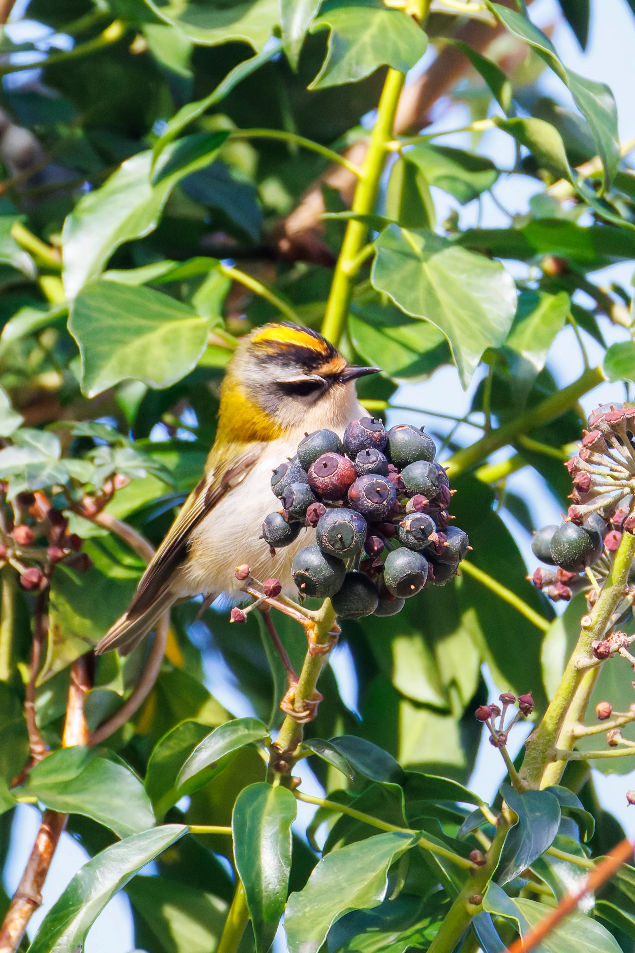Common Firecrest, Acres Down, Hampshire, UK — photo by Orlando Prugel-Bennett
