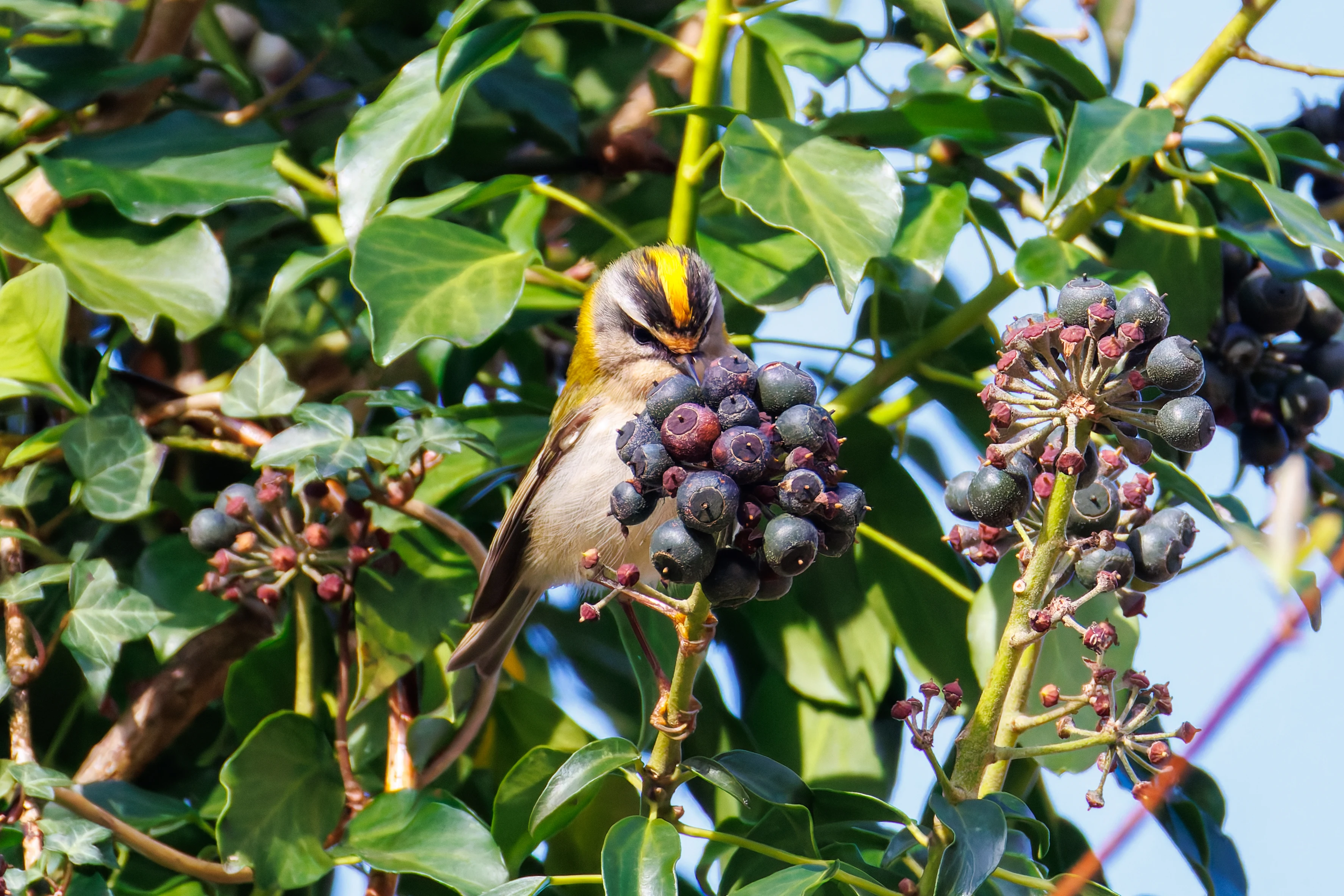 Common Firecrest, Acres Down, Hampshire, UK — photo by Orlando Prugel-Bennett