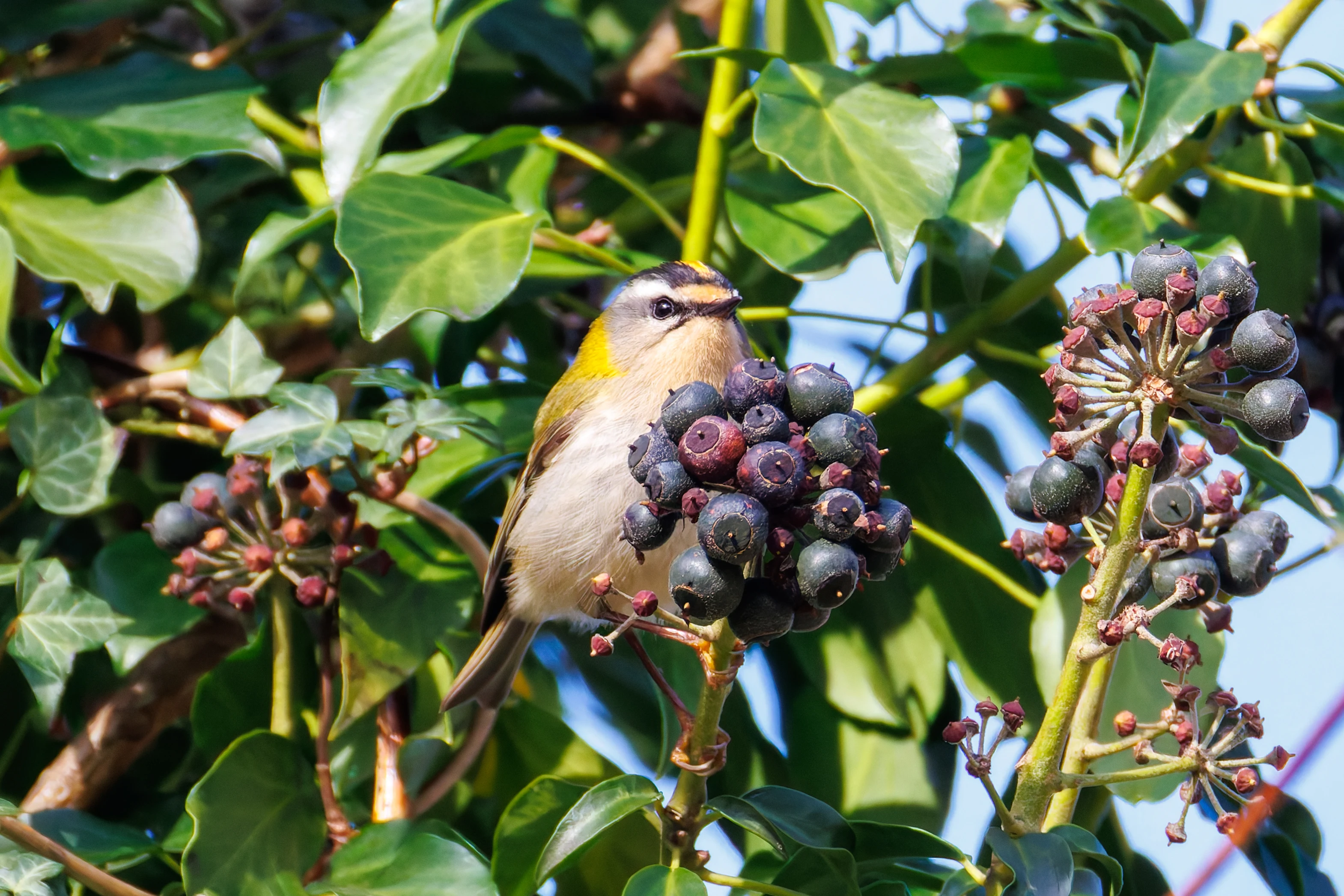 Common Firecrest, Acres Down, Hampshire, UK — photo by Orlando Prugel-Bennett