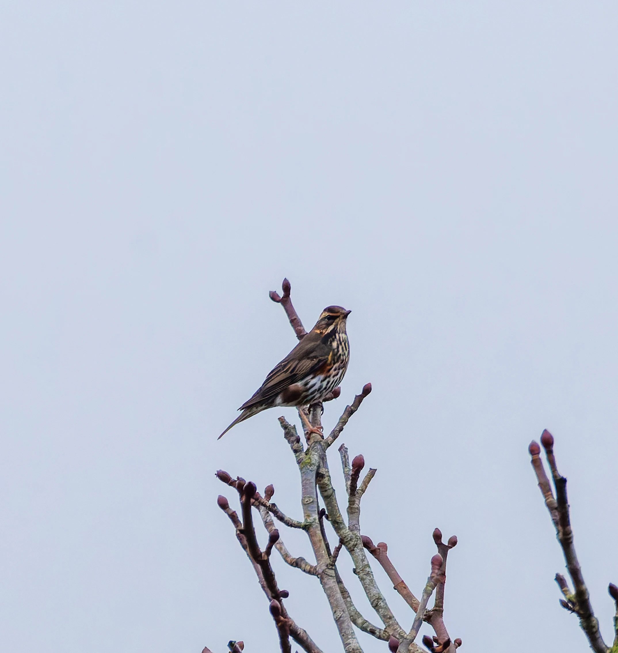 Redwing, Abingdon, UK — photo by Orlando Prugel-Bennett