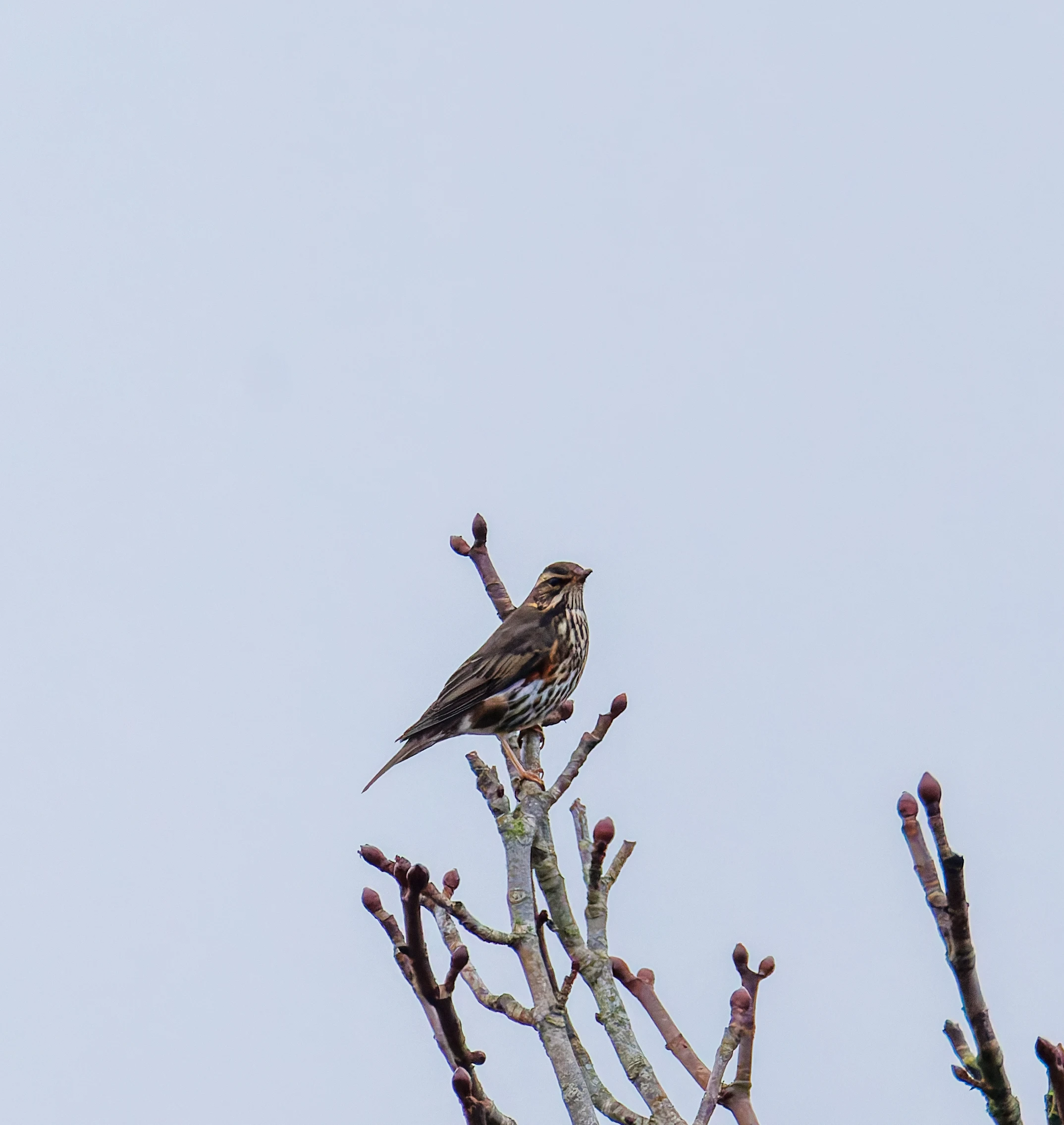 Redwing, Abingdon, UK — photo by Orlando Prugel-Bennett