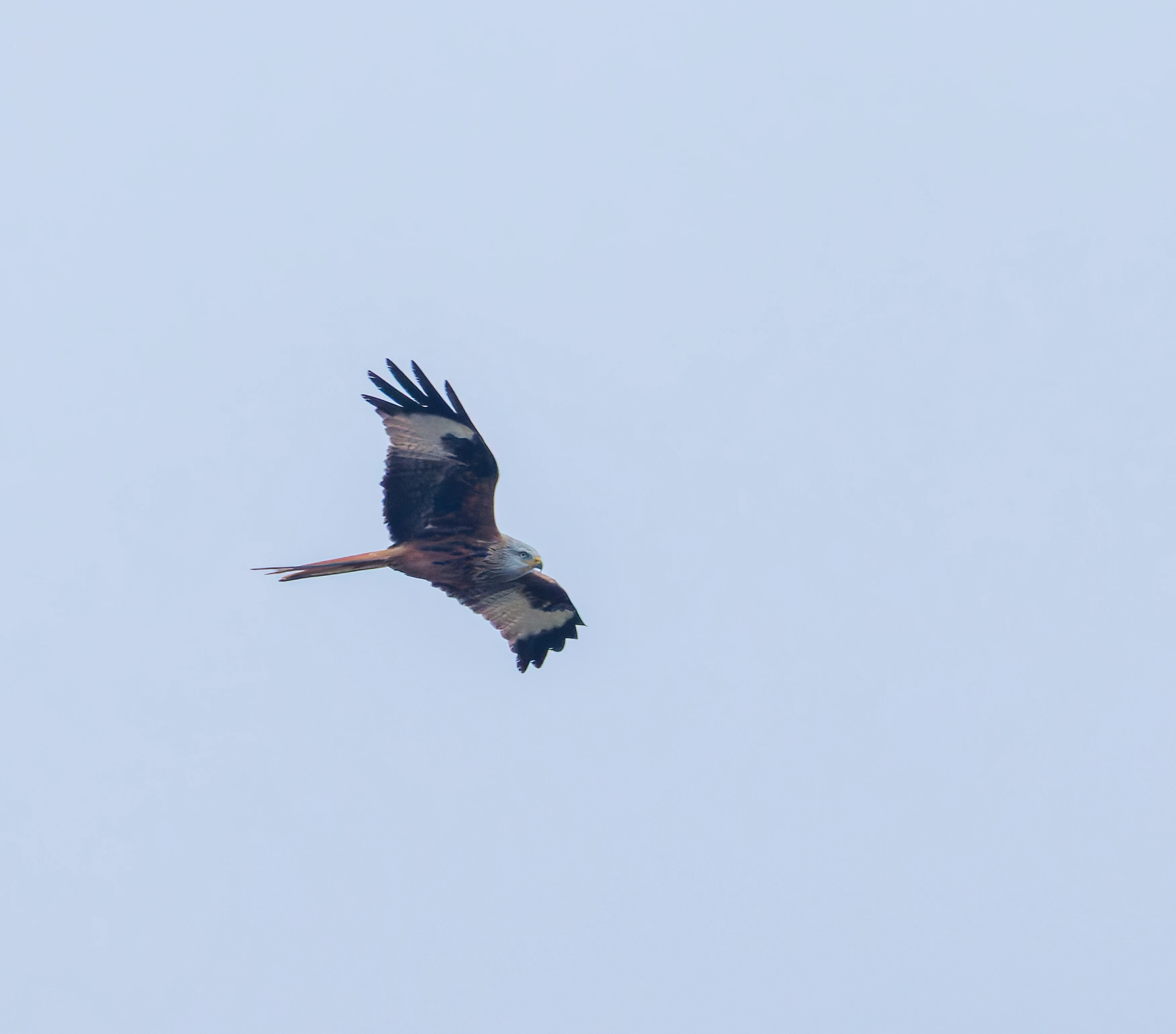 Red Kite, Abingdon, UK — photo by Orlando Prugel-Bennett