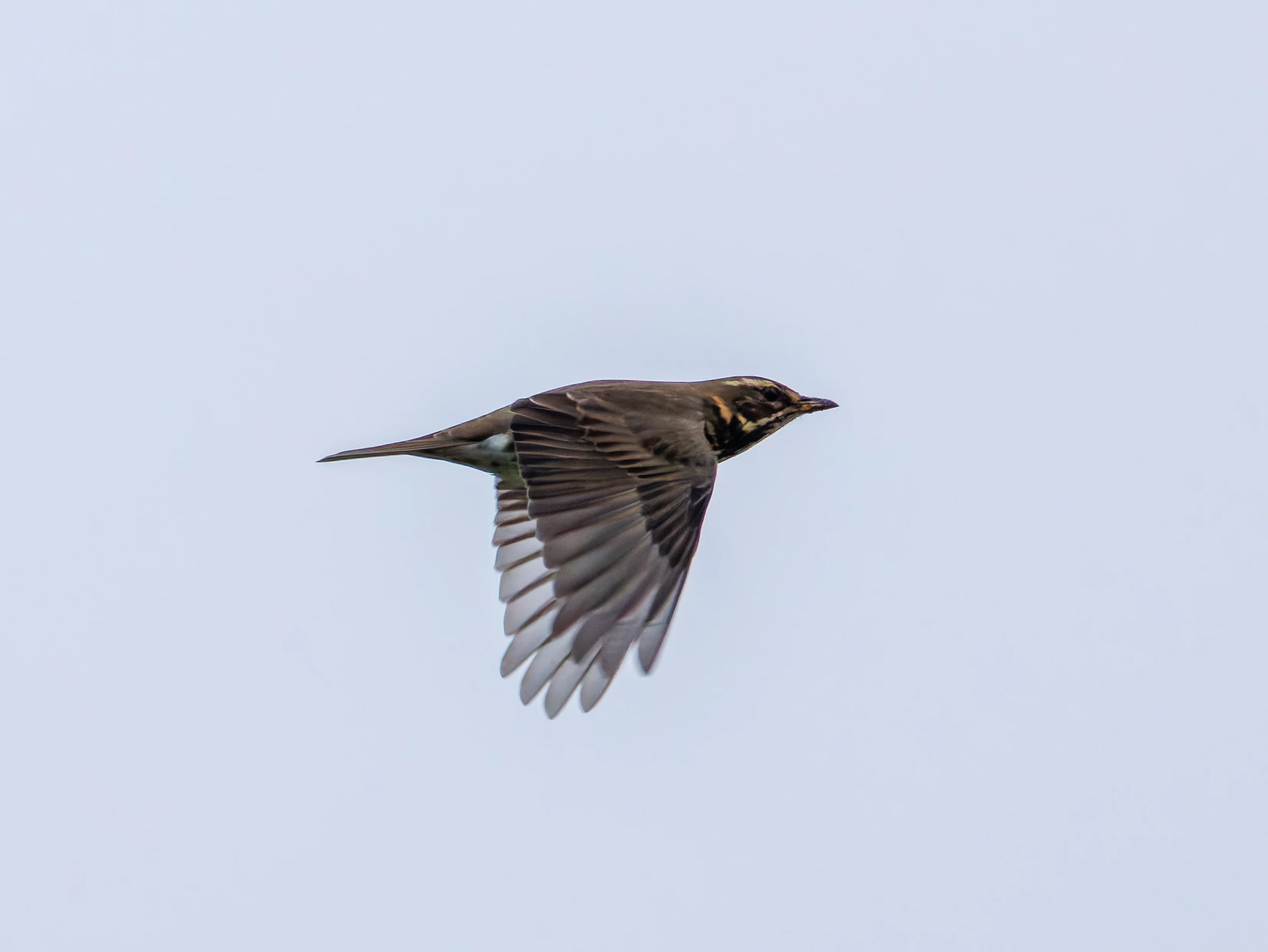 Redwing, Abingdon, UK — photo by Orlando Prugel-Bennett