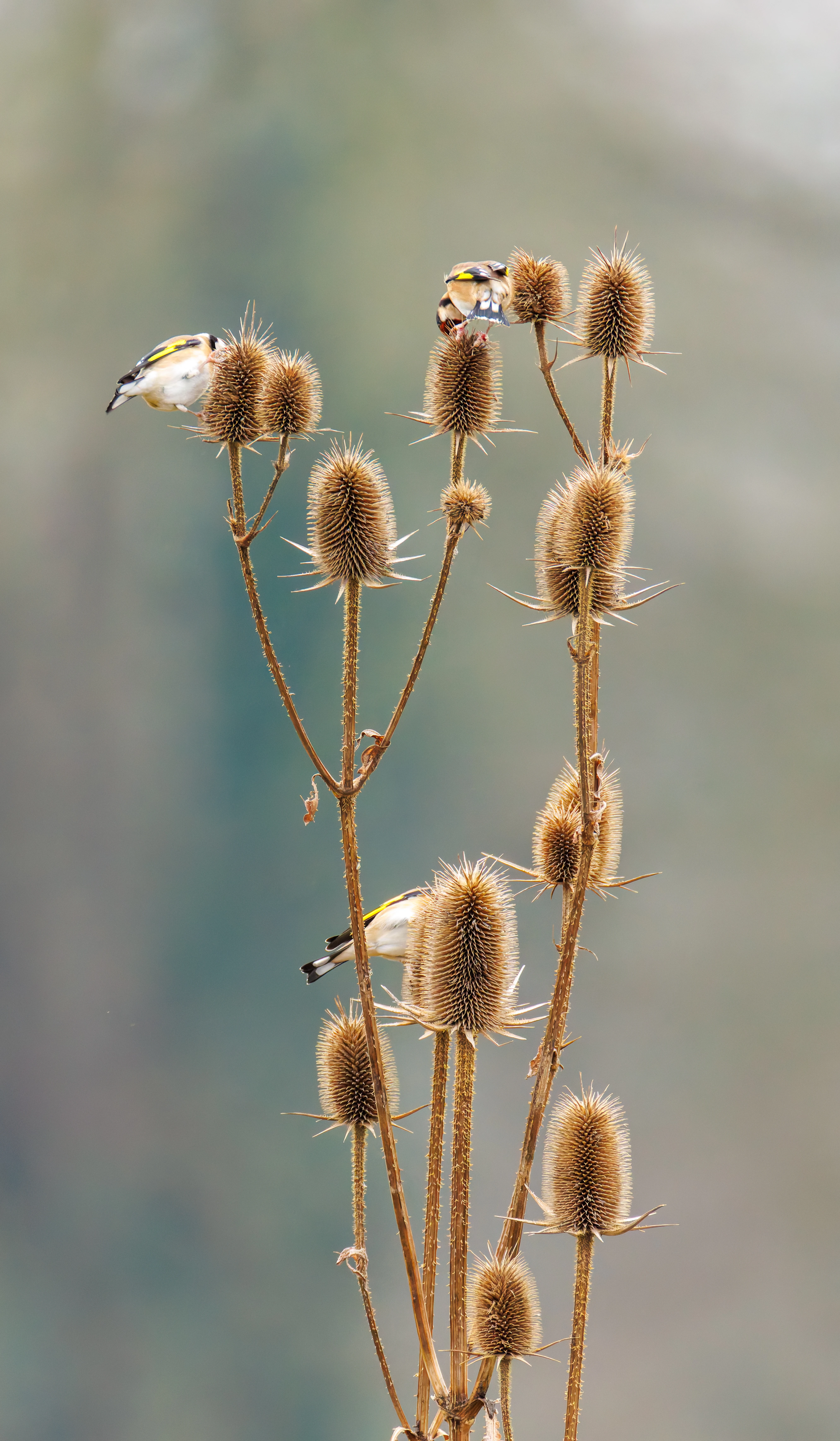Goldfinch, Abingdon, UK — photo by Orlando Prugel-Bennett